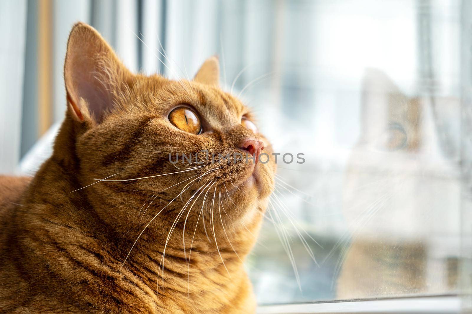 Red striped young domestic cat sits on the windowsill. Pets. Selective focus.