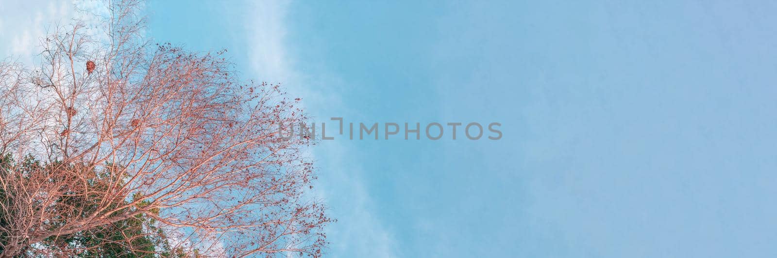 Atmosphere calm sky cloud panorama background Dry tree branches Autumn summer end progress regress life concept.