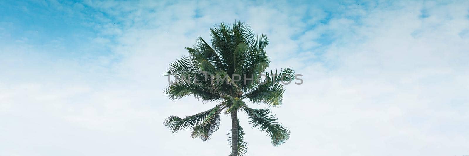 BANNER, LONG FORMAT Atmosphere panorama white cloud sky alone tropical palm tree background summer by nandrey85