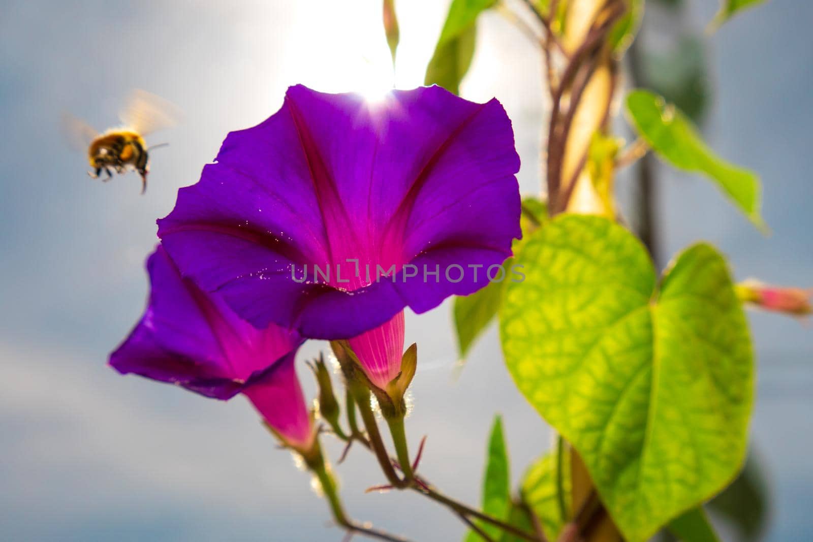 Ipomoea purpurea (Purple morning glory) flower and flying bee