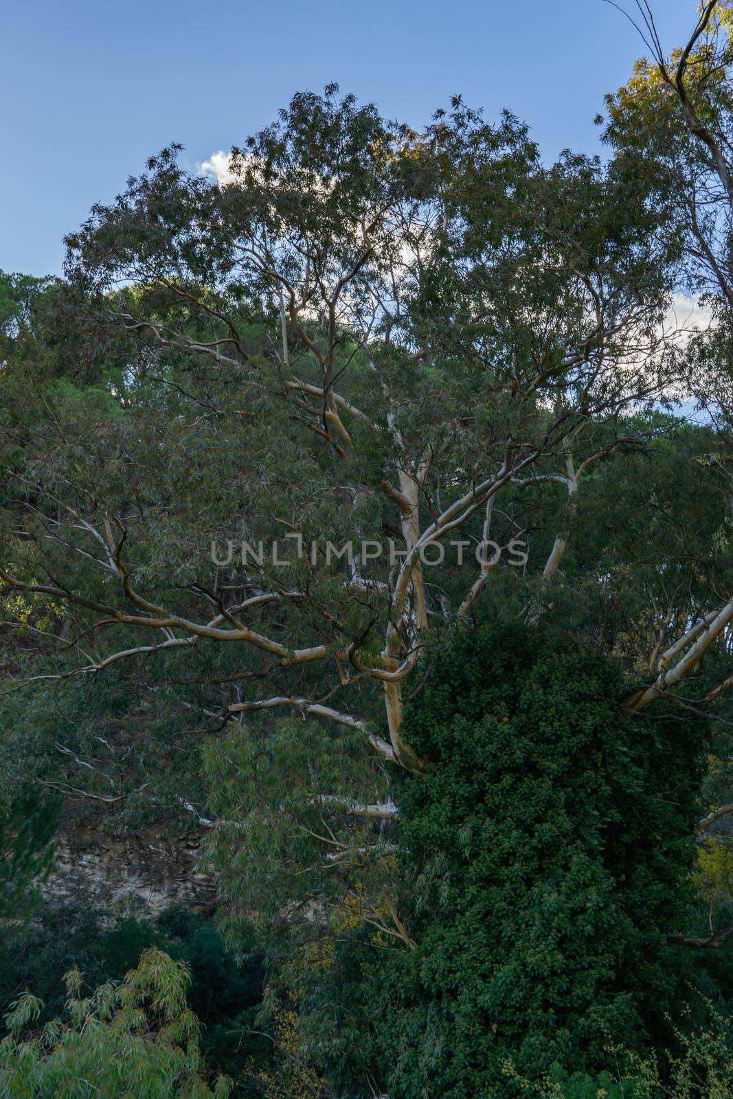 eucalyptus on a riverbank by joseantona