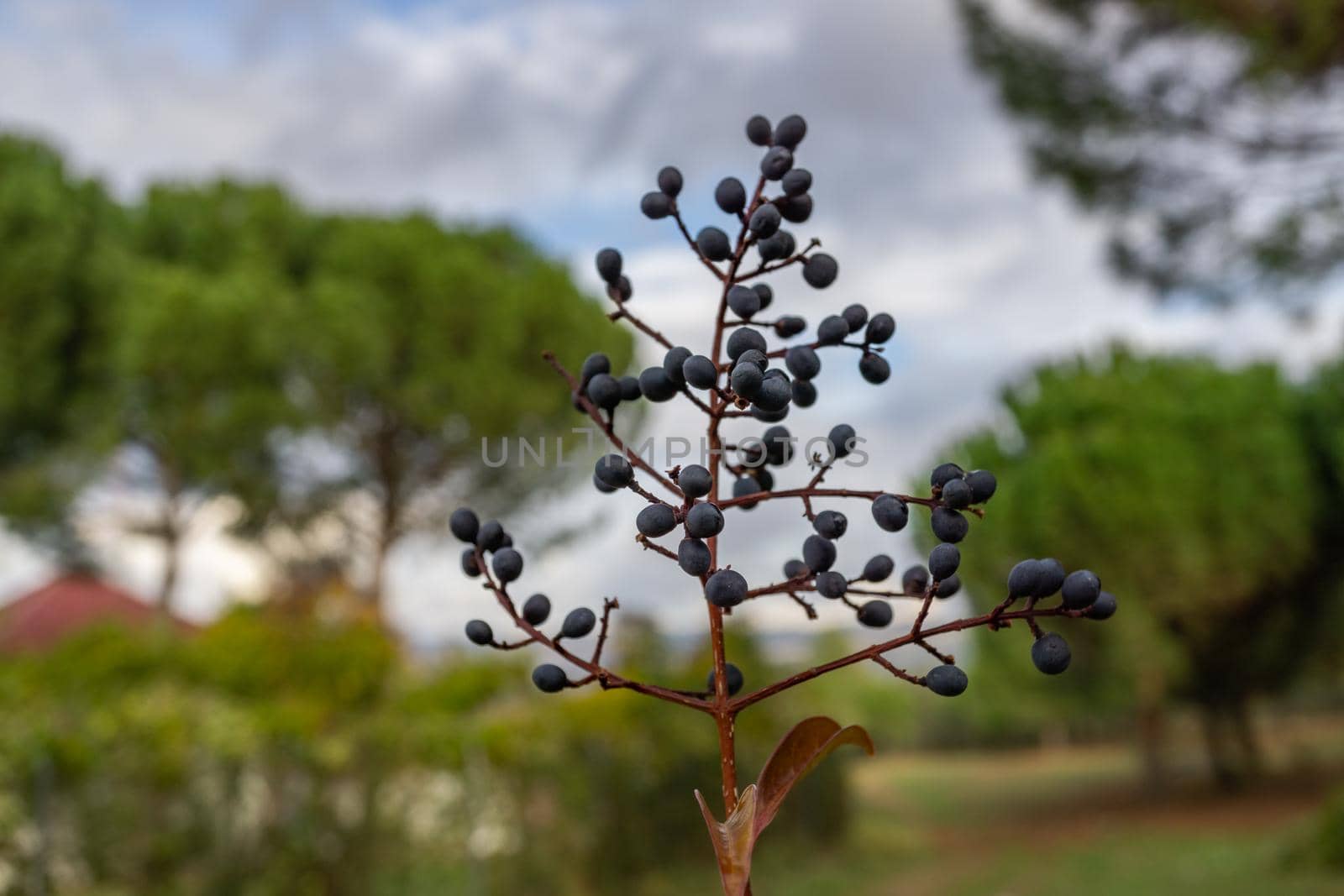 Branches with ripe fruit of wild black cherry or Prunus serotinum. by joseantona