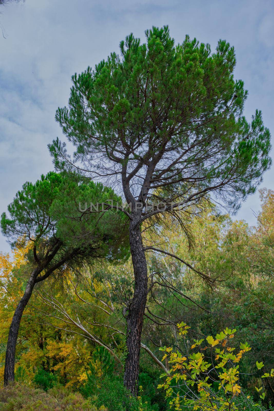 Scots pine, pinus sylvestris, pine forest in a forest in andalusia