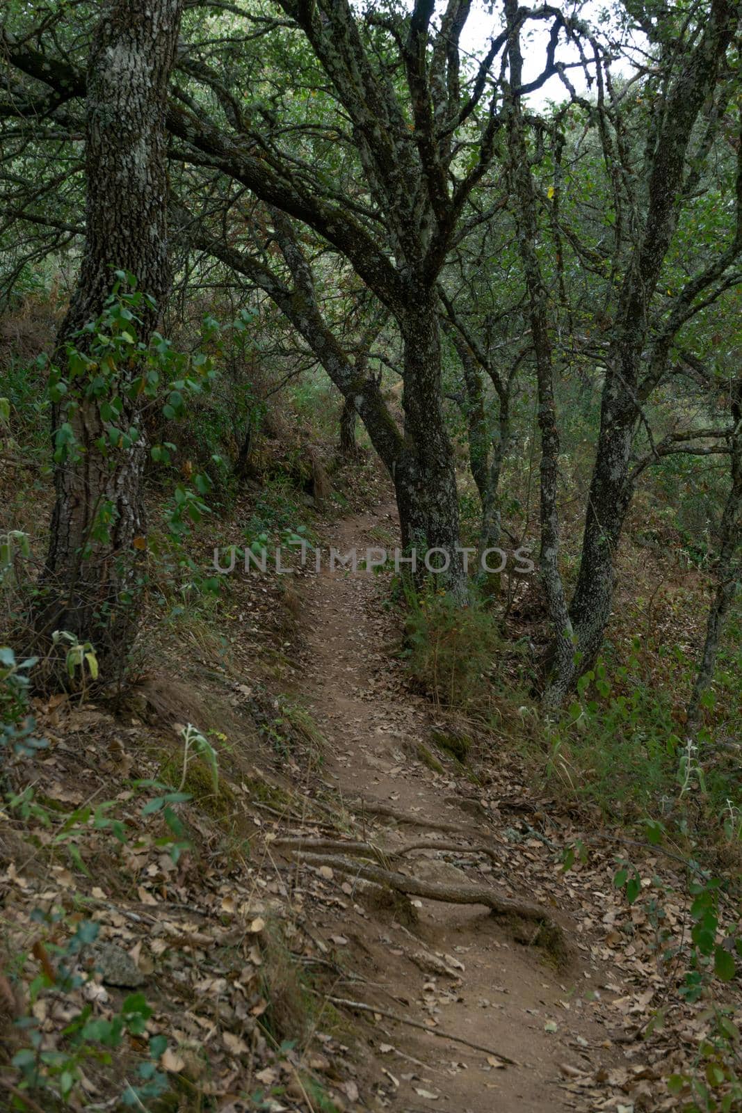 oak tree , Quercus Robur , forest on a river , ventilla stream hiking route