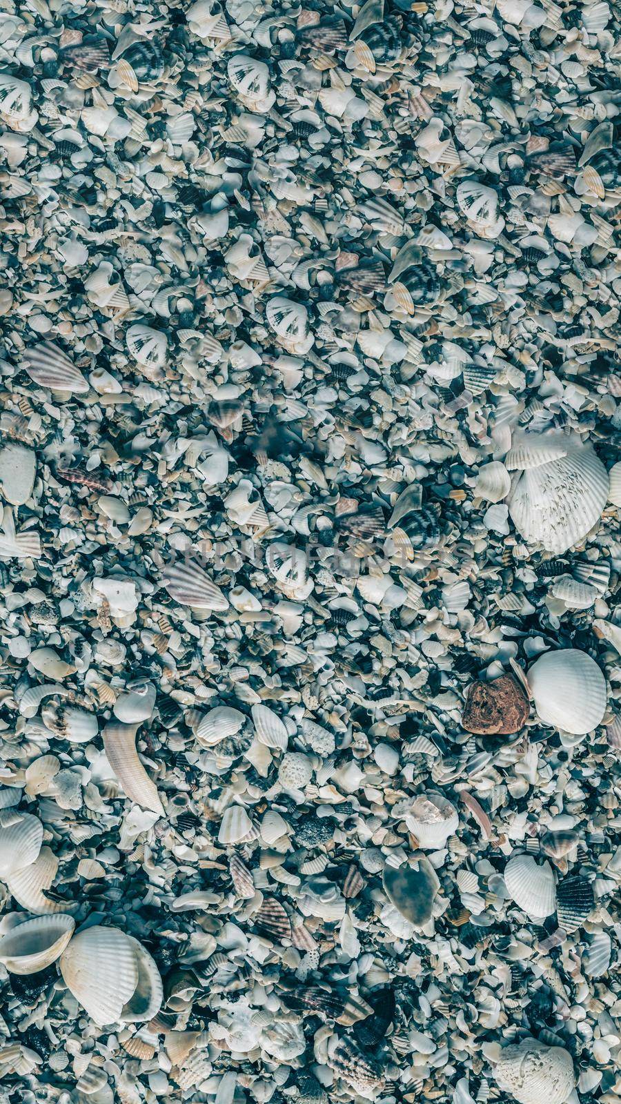 VERTICAL Close-up seashells on beach sand summer day. Abstract ocean background pattern collection.