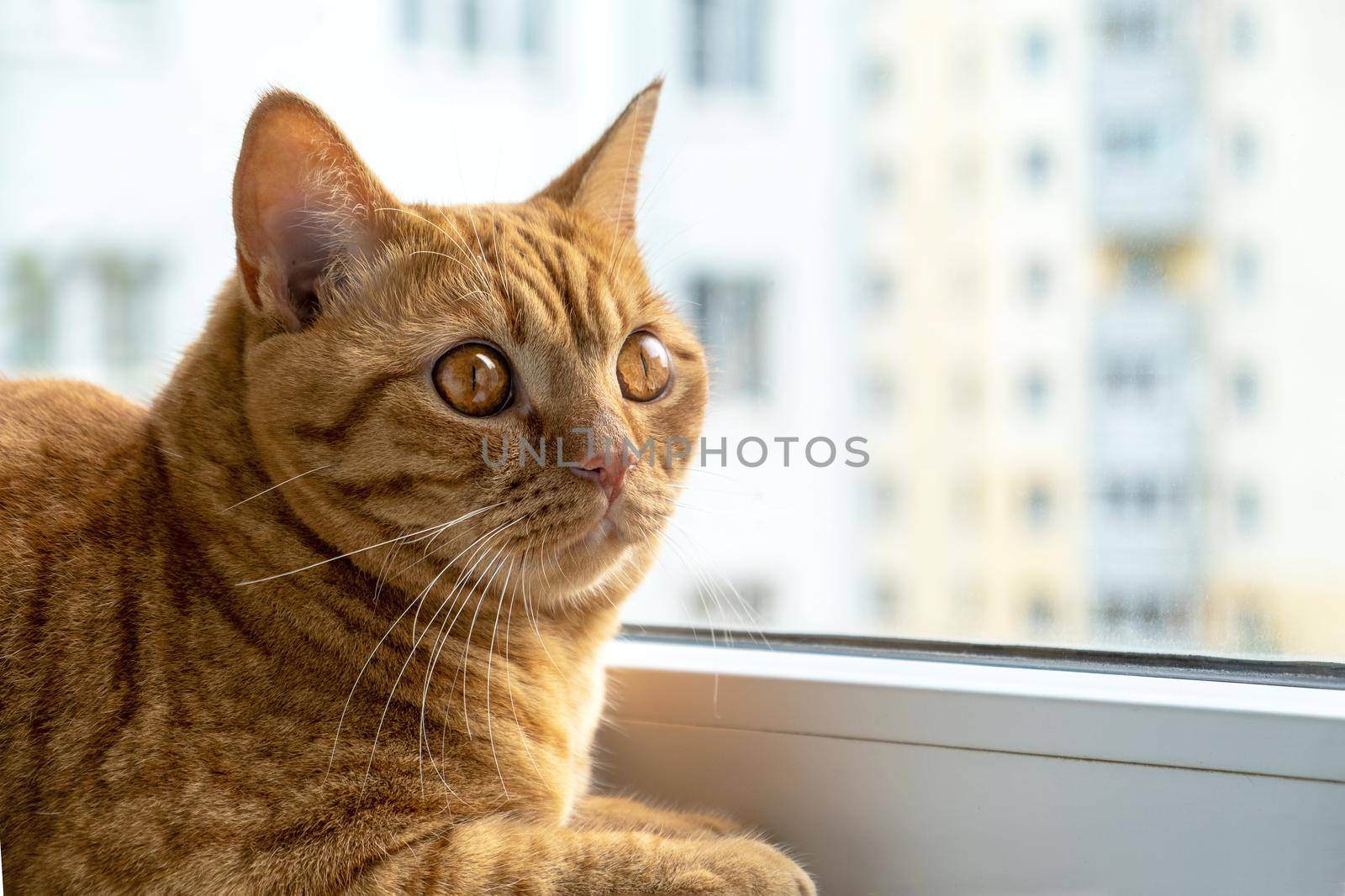 Red striped young domestic cat sits on the windowsill. Pets. Selective focus.