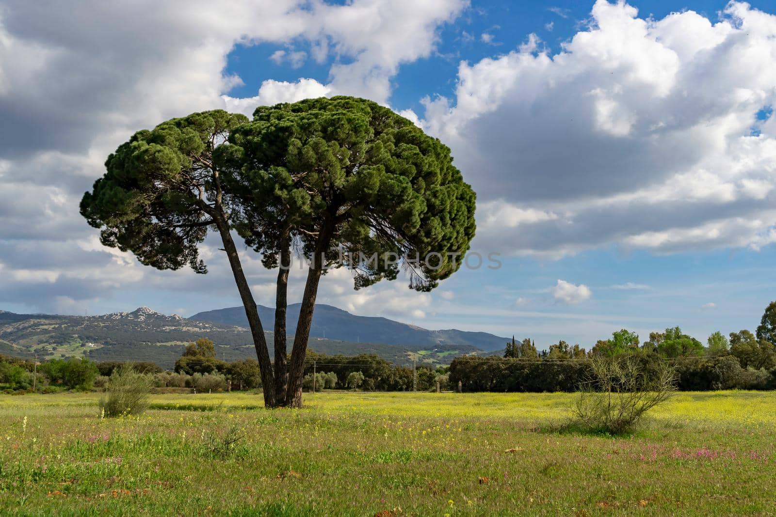 (Pinus pinea) stone pine in a green meadow with flowers, cloudy sky and mountain scenery in the background