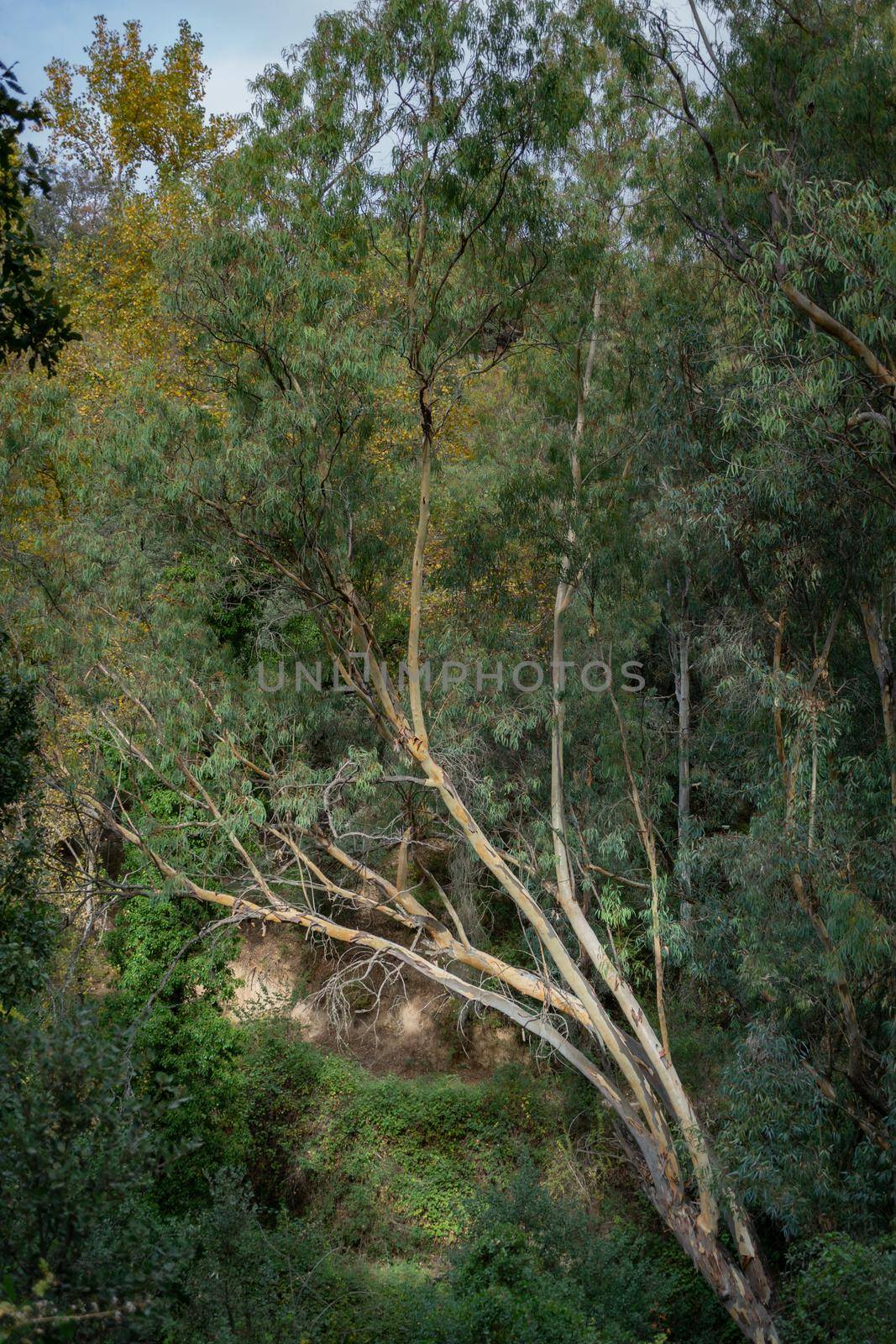 medicinal eucalyptus tree on the banks of a river in andalusia