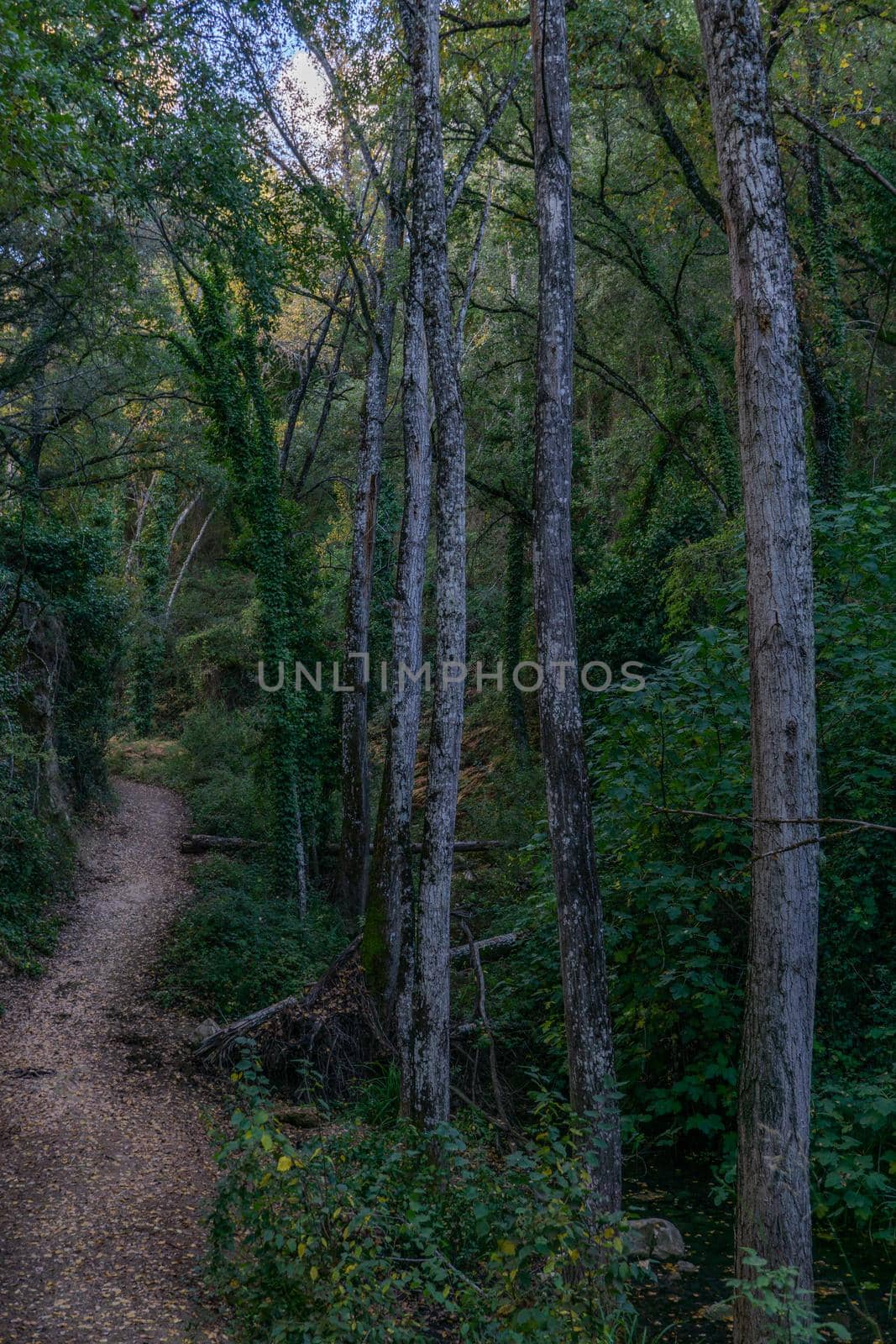 oak tree , Quercus Robur , forest on a river , ventilla stream hiking route