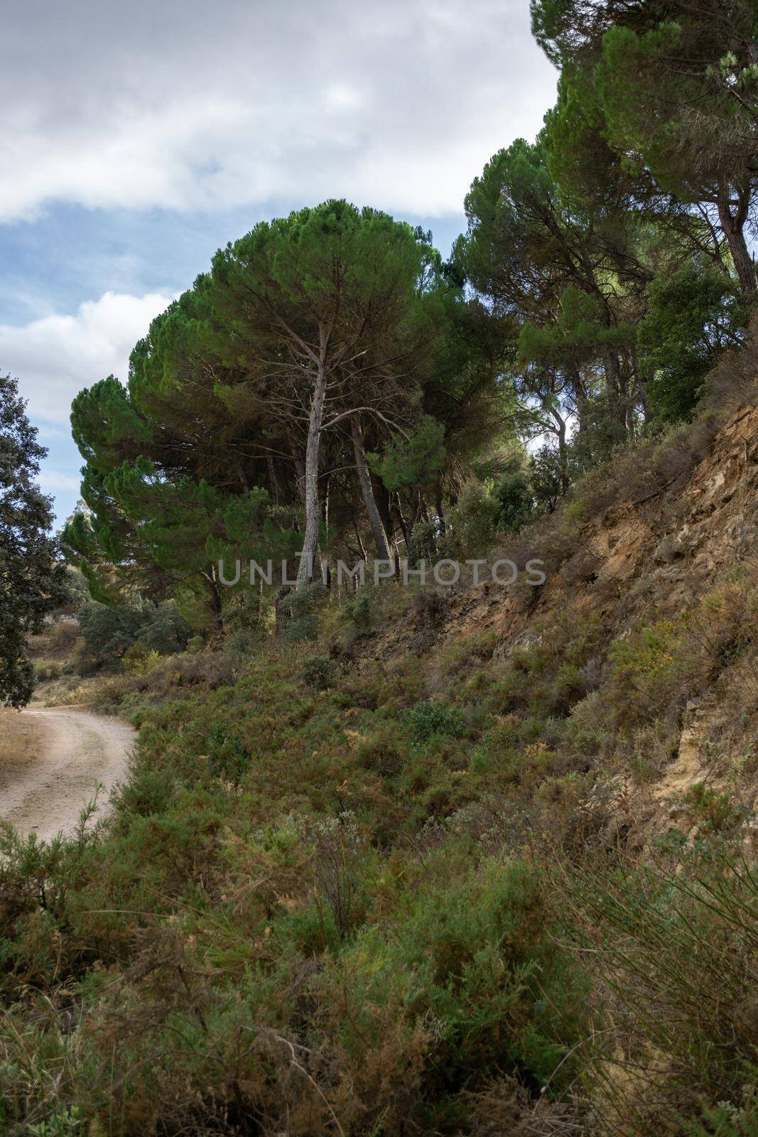 Scots pine, pinus sylvestris, pine forest in a forest in andalusia