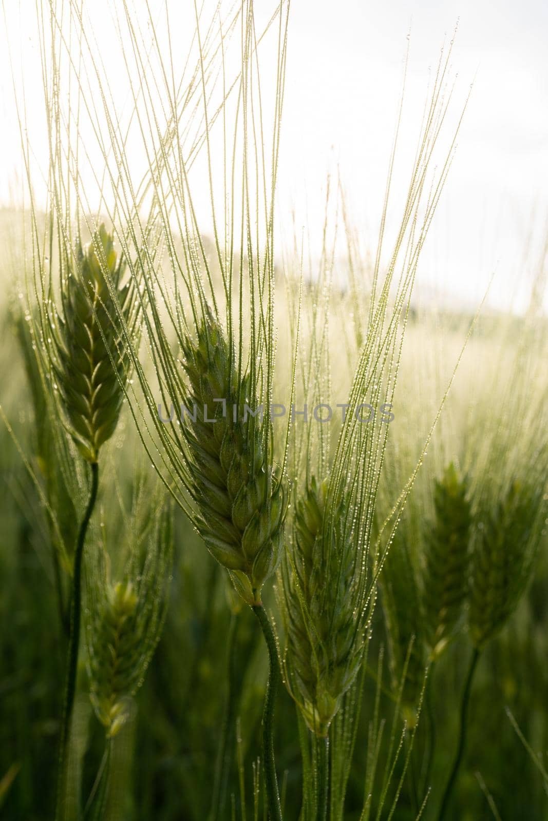 close-up of an ear of wheat with dewdrops at sunrise