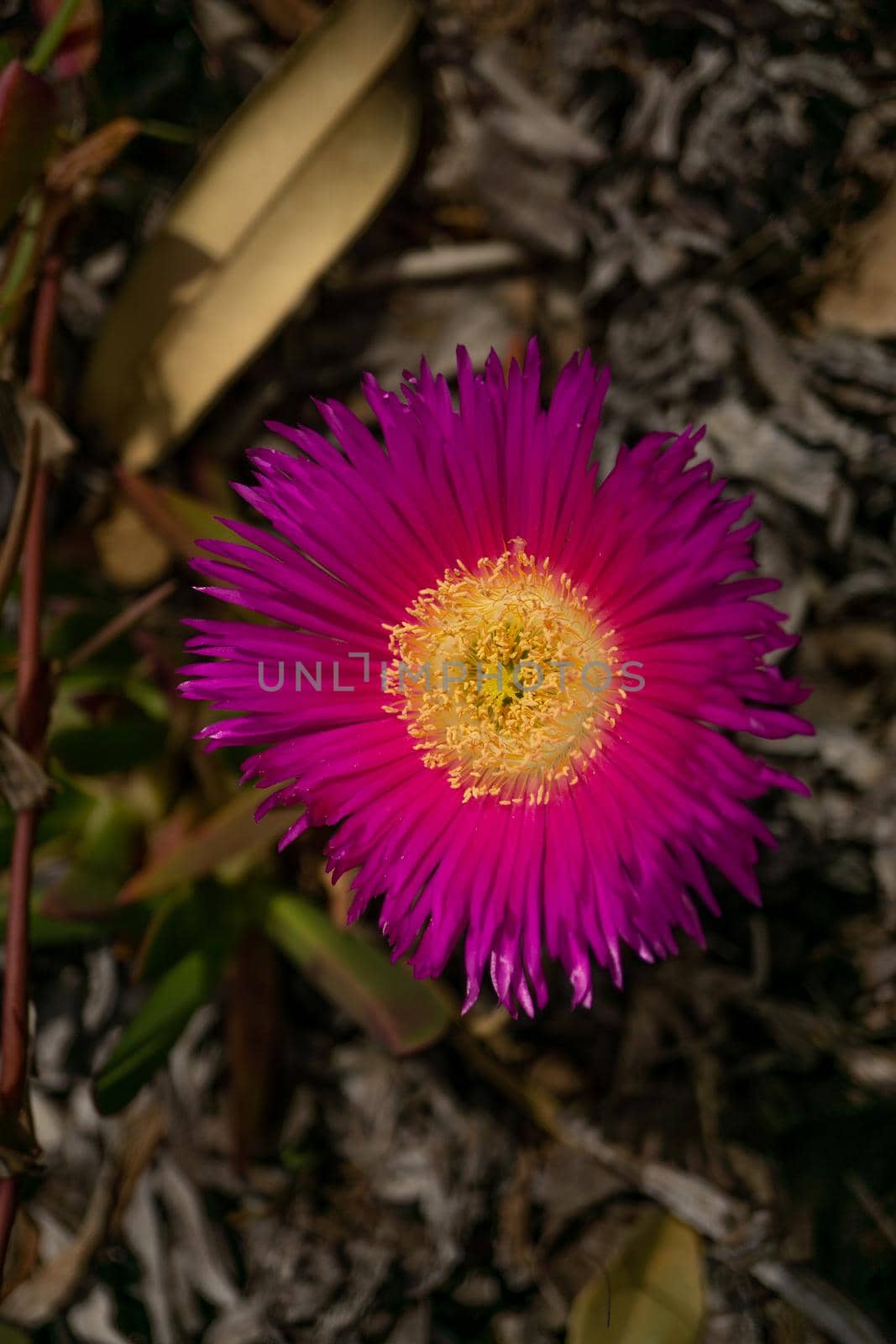 close-up of purple and yellow pink aster with blurred background