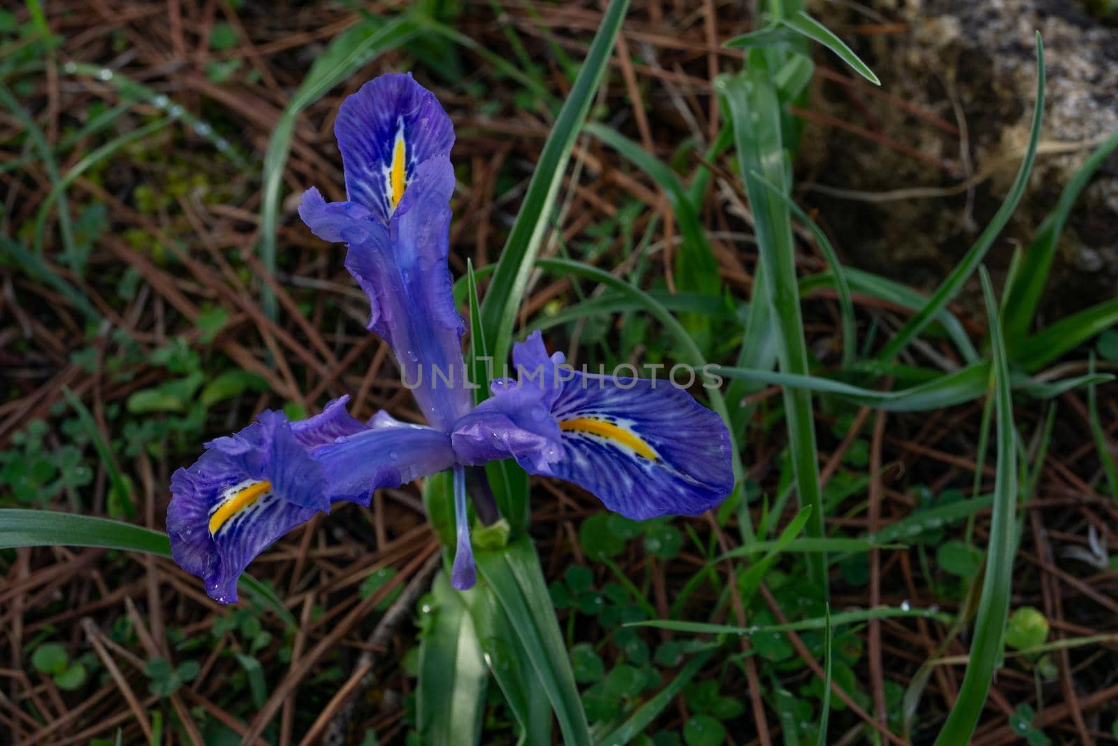 winter lily or "Iris unguicularis" wild plant of the coniferous forests close-up with out-of-focus background