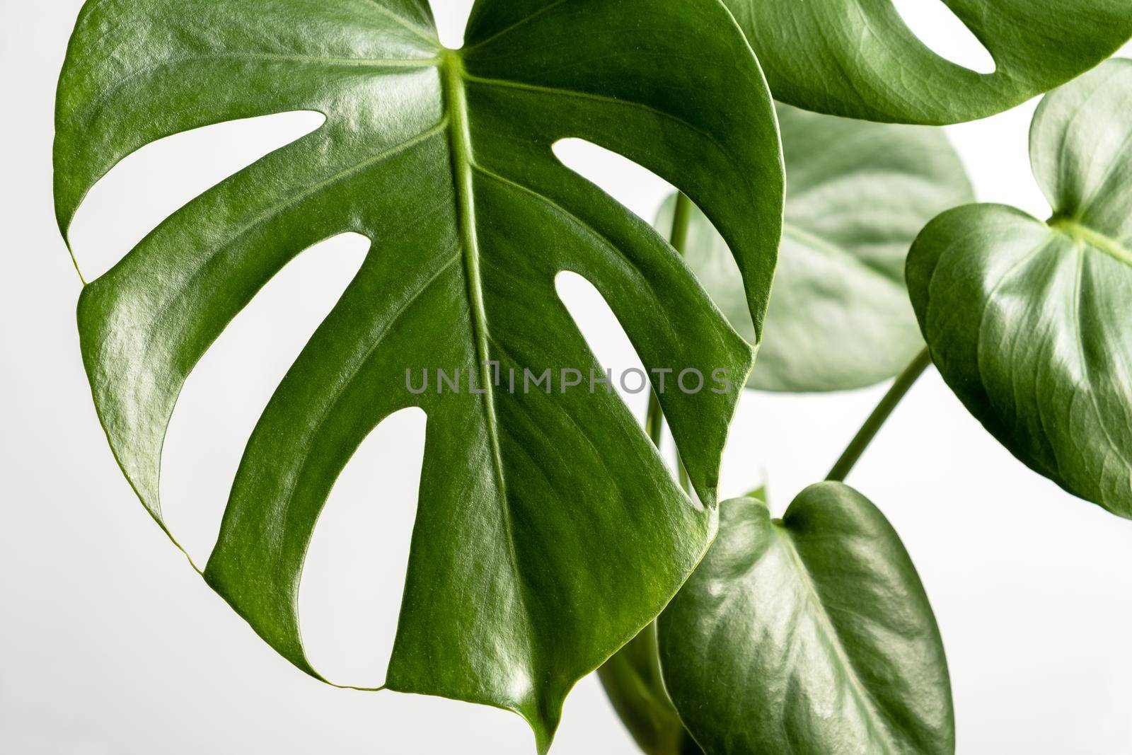 Close-up of the leaves of an exotic houseplant monstera creeper. Selective focus.