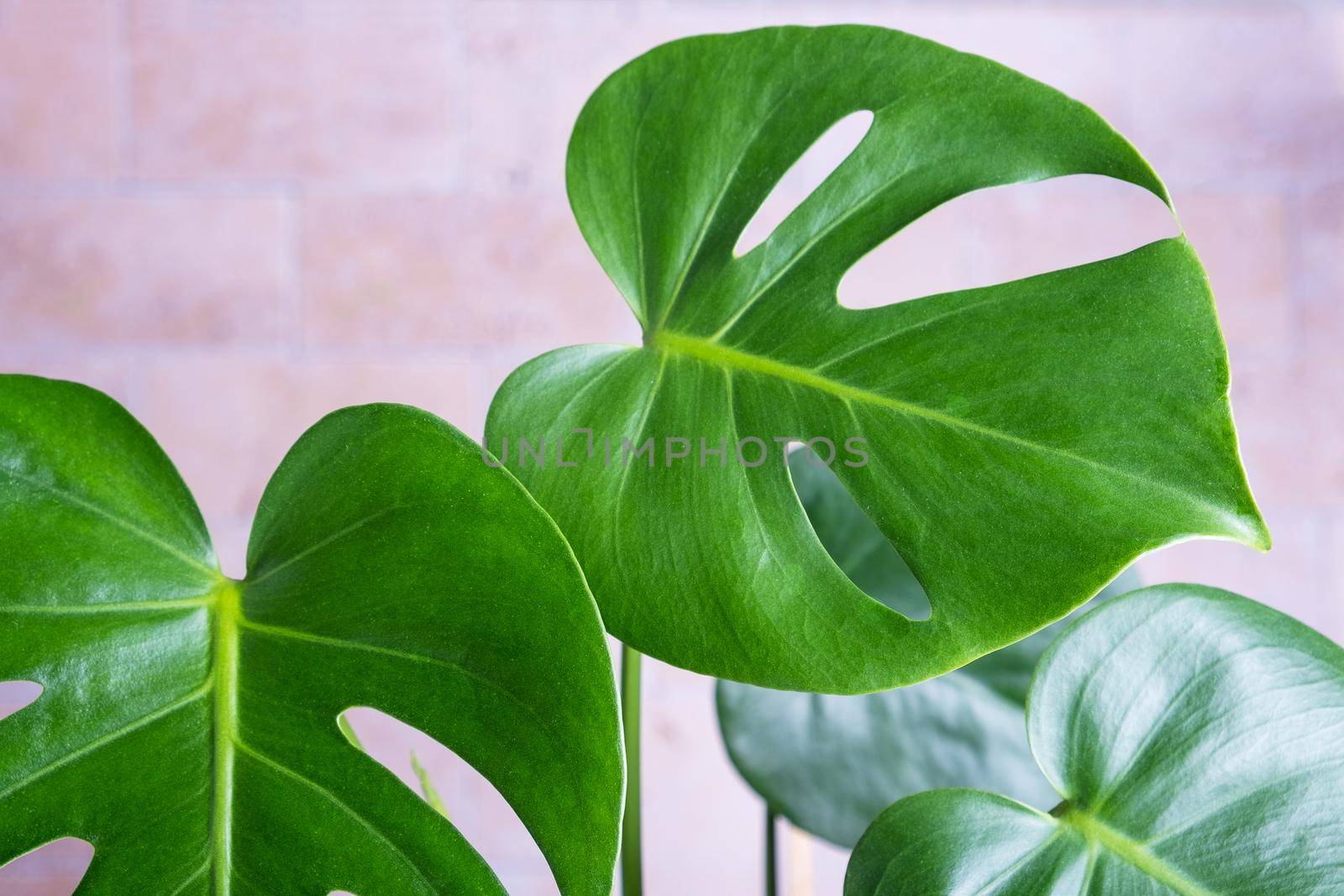 Close-up of the leaves of an exotic houseplant monstera creeper. Selective focus.
