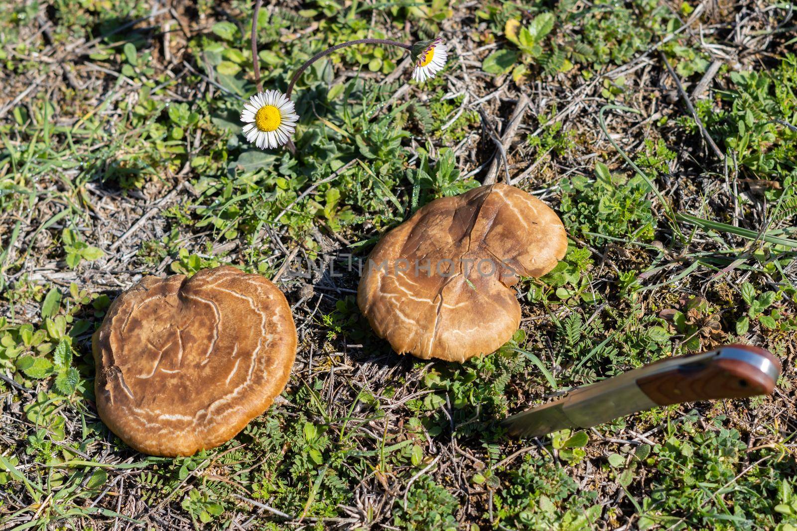 thistle mushroom in the field cut with a razor knife by joseantona