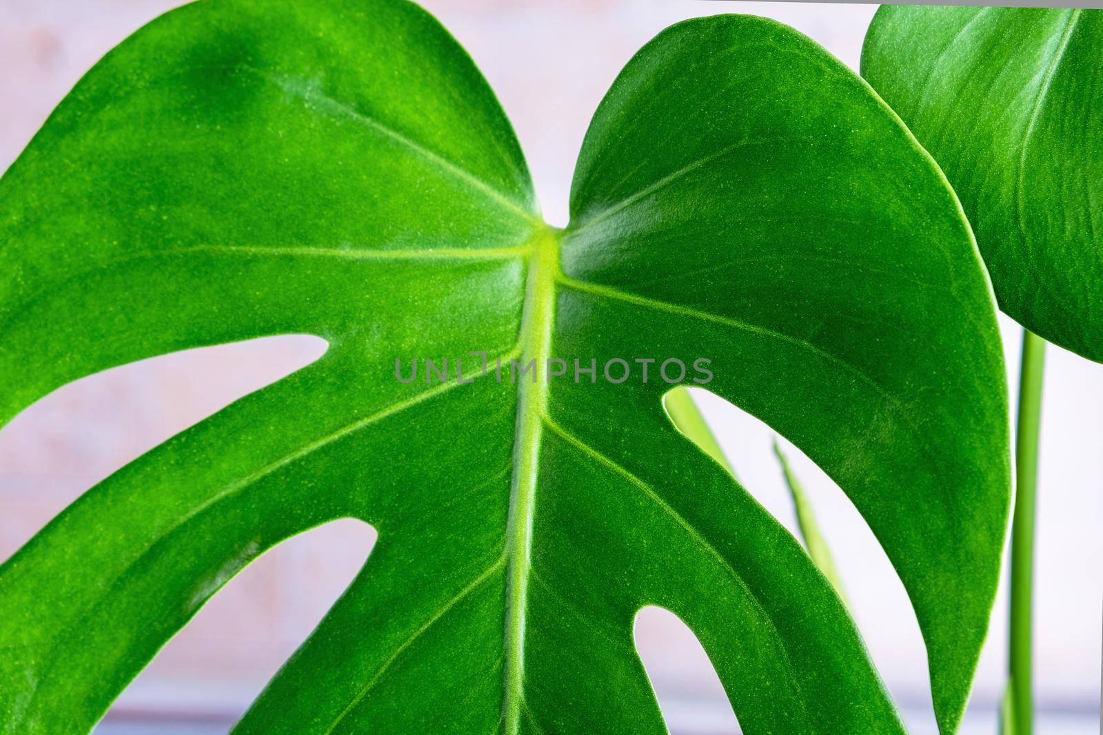 Close-up of the leaves of an exotic houseplant monstera creeper. Selective focus.