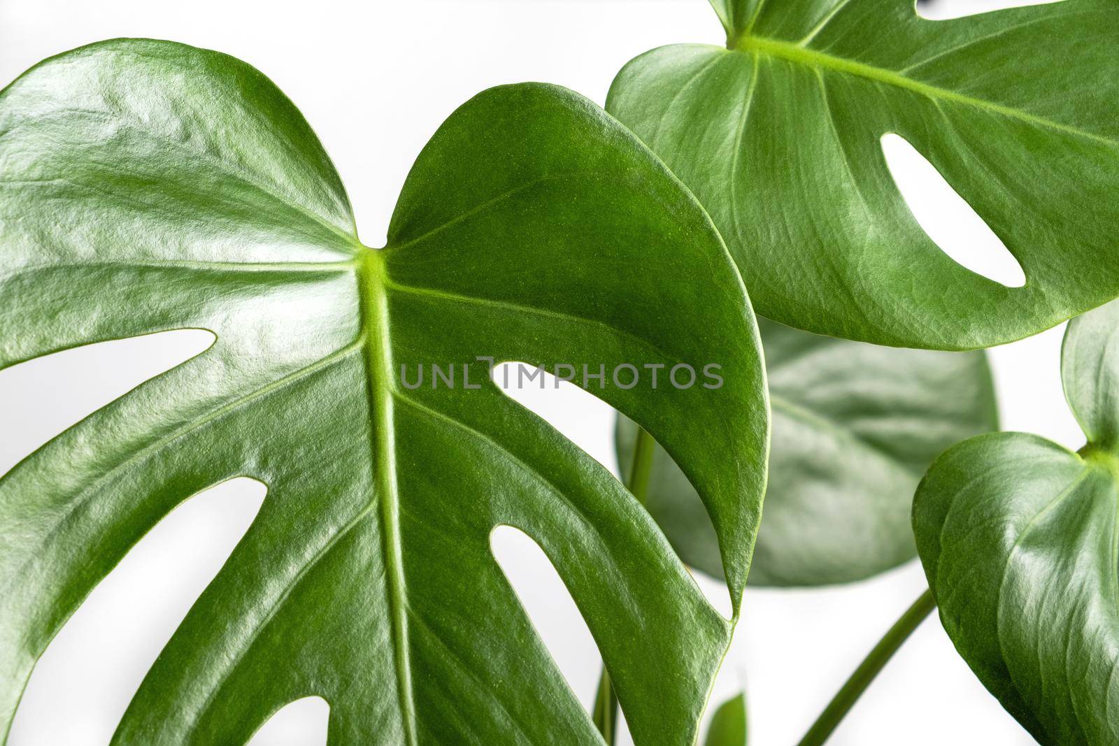 Close-up of the leaves of an exotic houseplant monstera creeper. Selective focus.