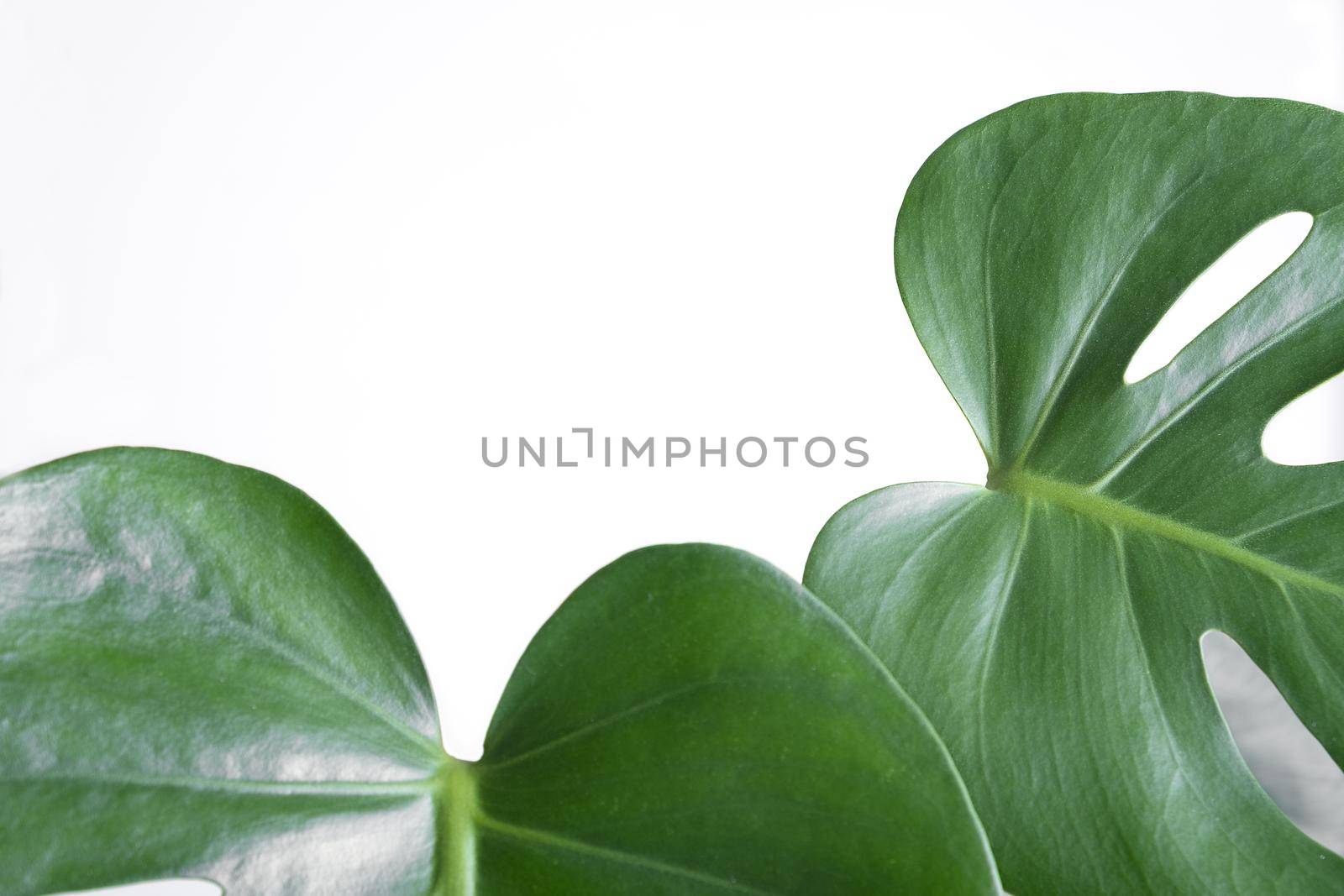 Close-up of the leaves of an exotic houseplant monstera creeper. Selective focus.