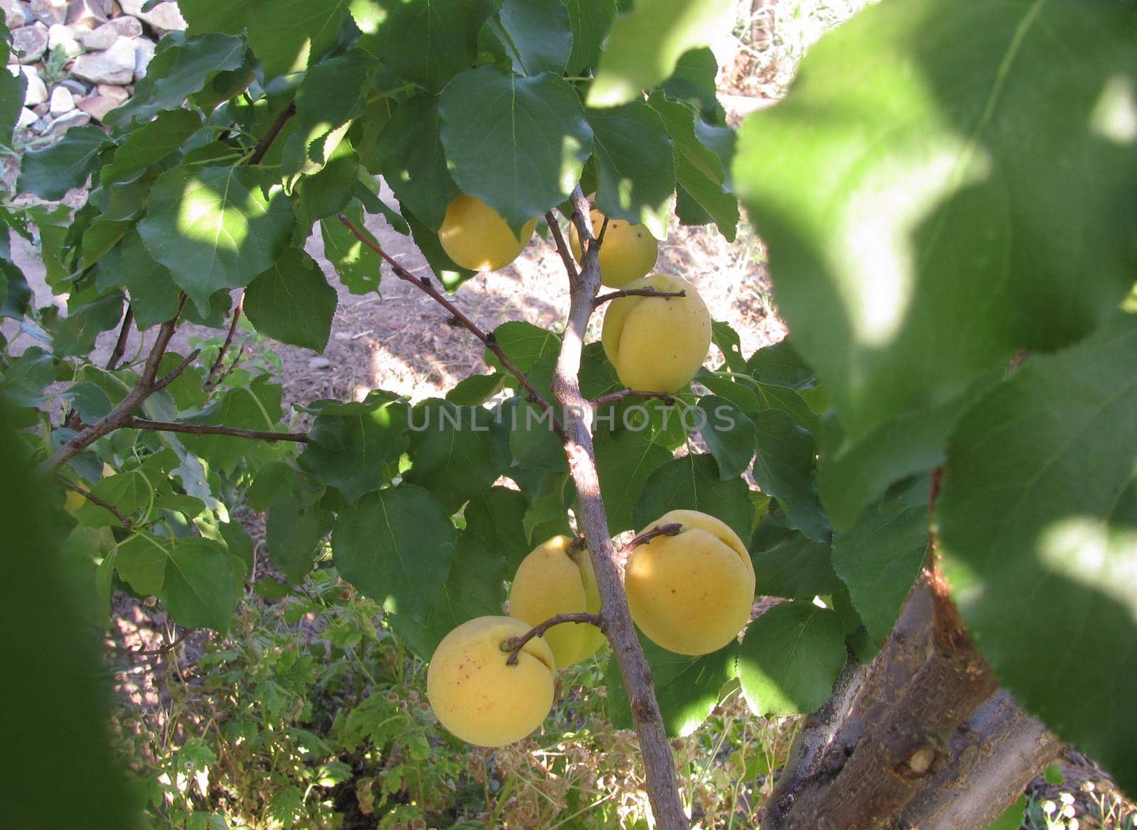 ripe yellow apricots on a tree with green leaves in the sun, summer fruit harvest in garden High quality photo