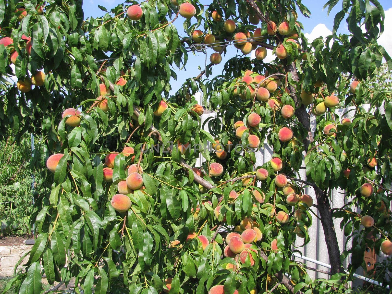 ripe peaches on a tree with green leaves in the sun, summer fruit harvest,garden by KaterinaDalemans