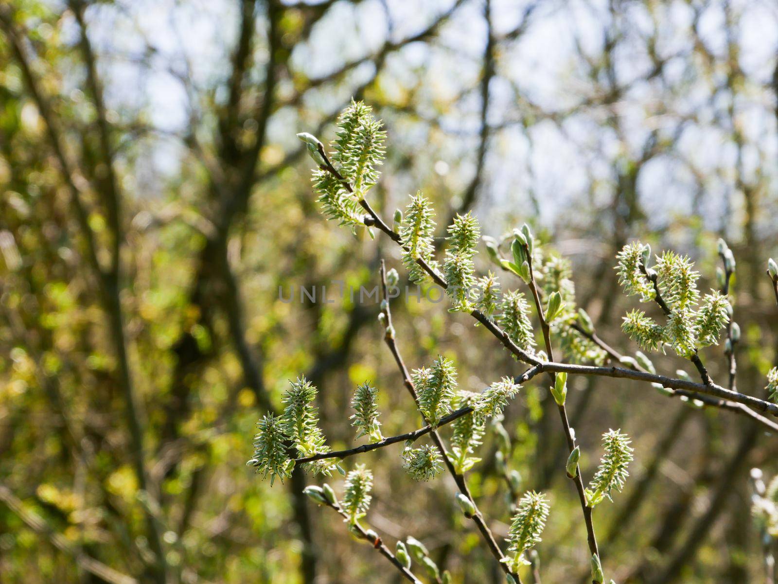 Willow branches with blooming yellow buds on a blurred background. by gelog67