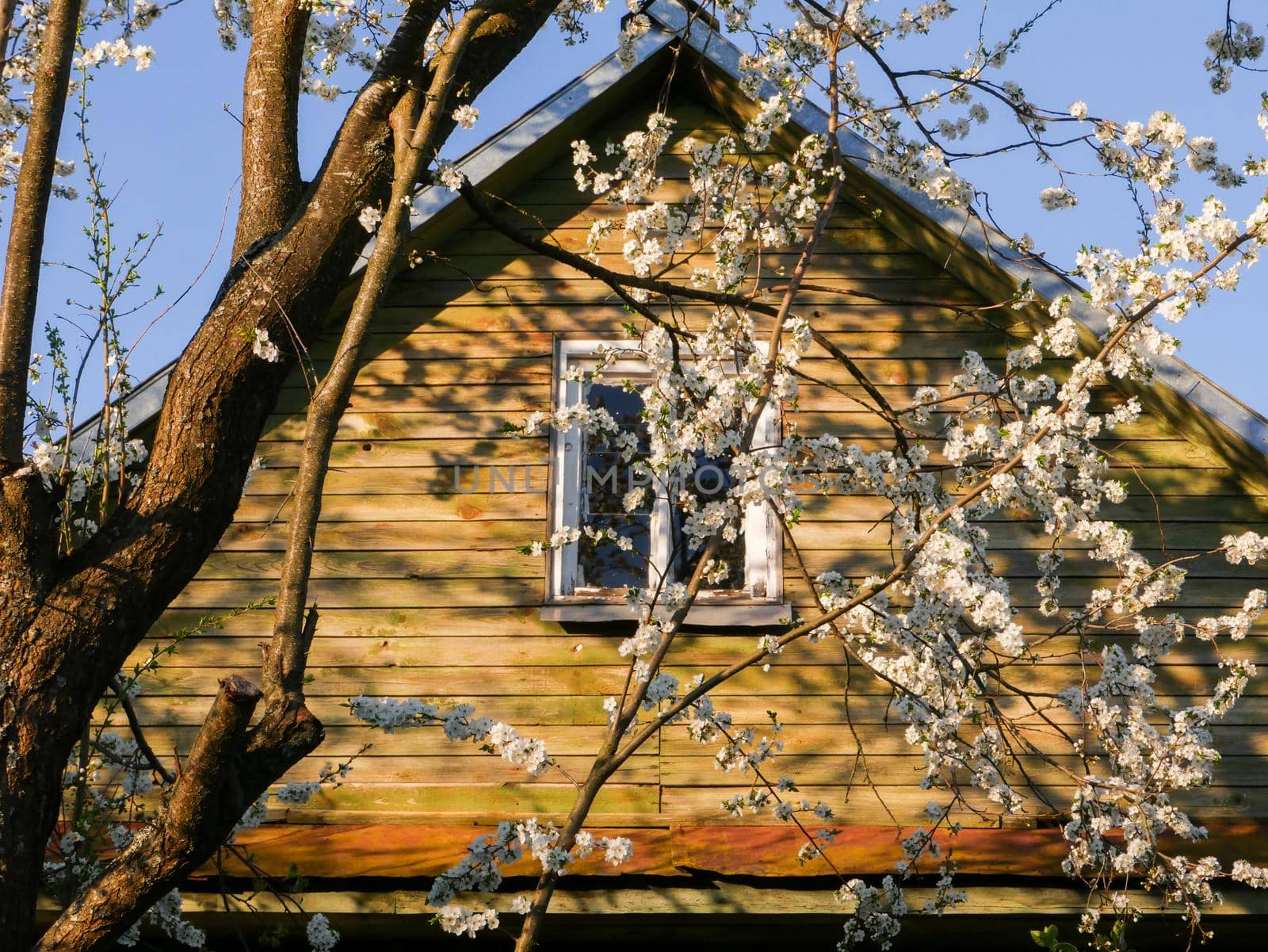 Facade of a wooden house with a window with blossoming branches of a fruit tree.