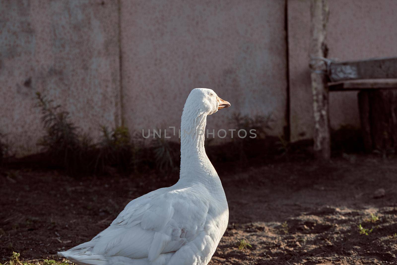 White Goose enjoying for walking in garden. Domestic goose on a walk in the yard. Rural landscape. Goose farm. Home goose.