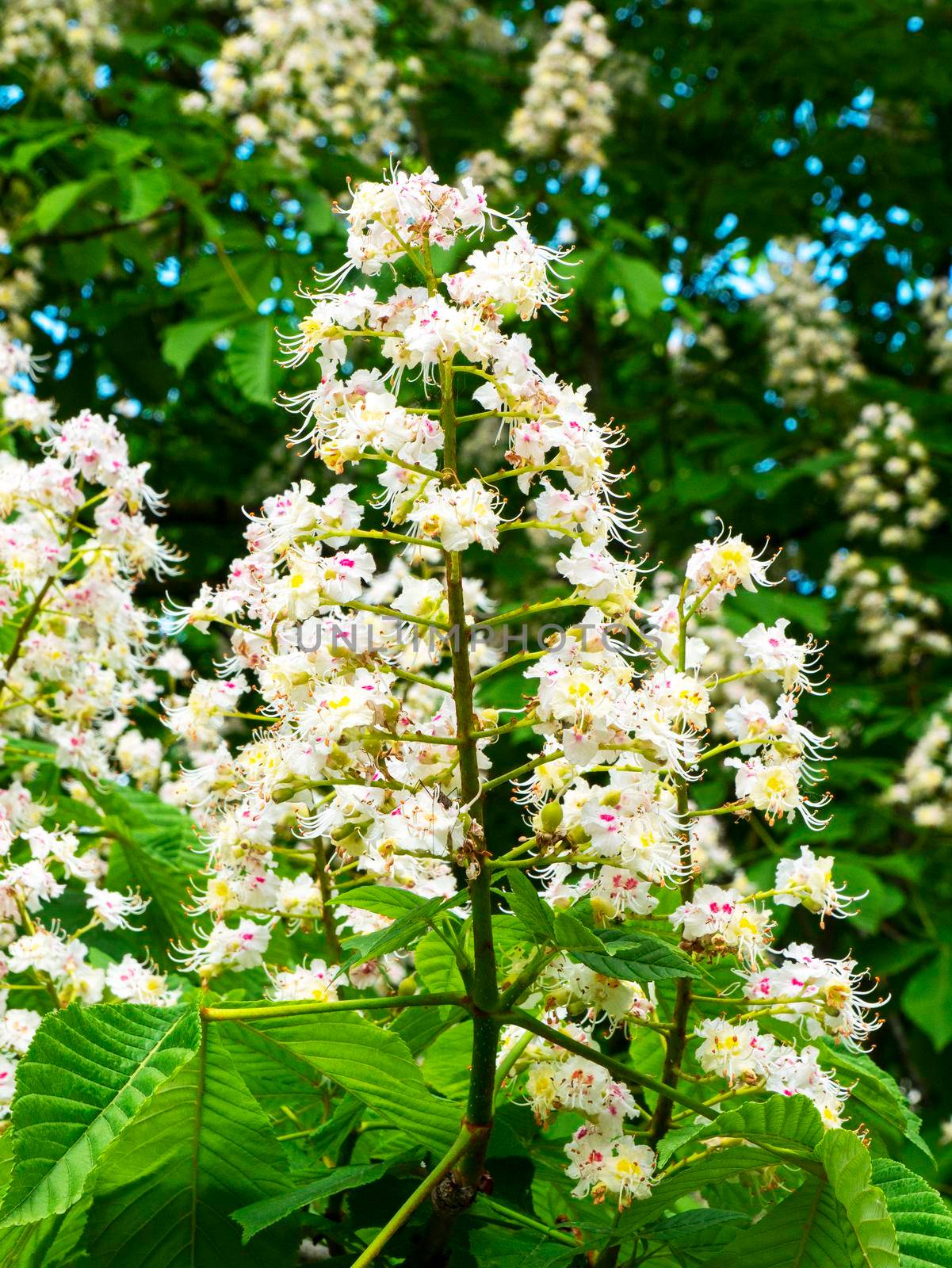 A branch of a flowering chestnut close-up. by gelog67