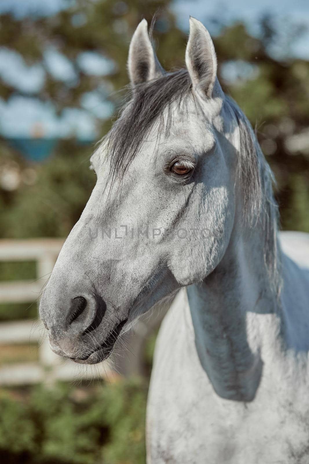 Beautiful grey horse in White Apple, close-up of muzzle, cute look, mane, background of running field, corral, trees. Horses are wonderful animals