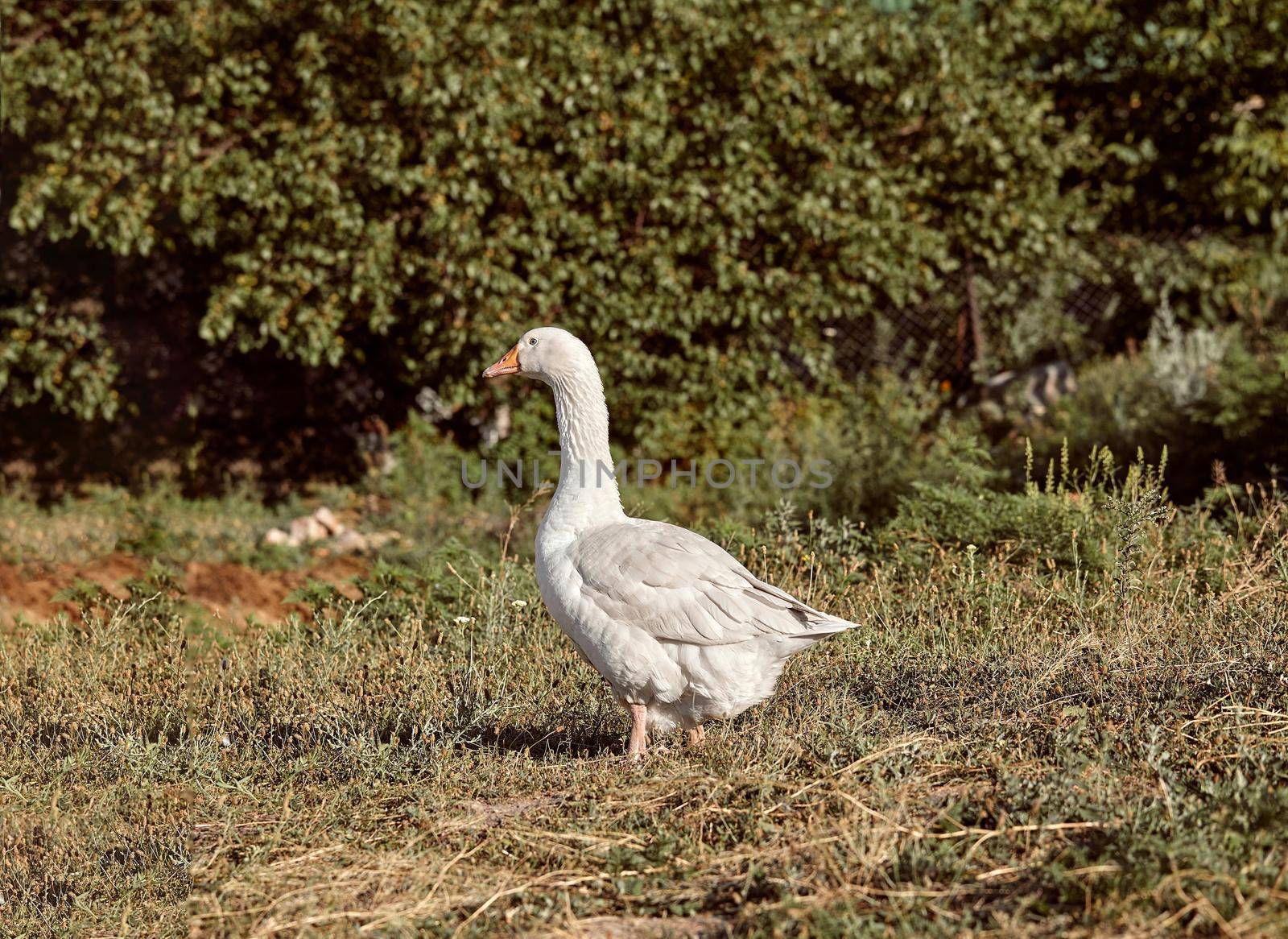 Domestic geese on a walk through the meadow. Rural landscape. White domestic Geese are walking. Goose farm. Home goose.