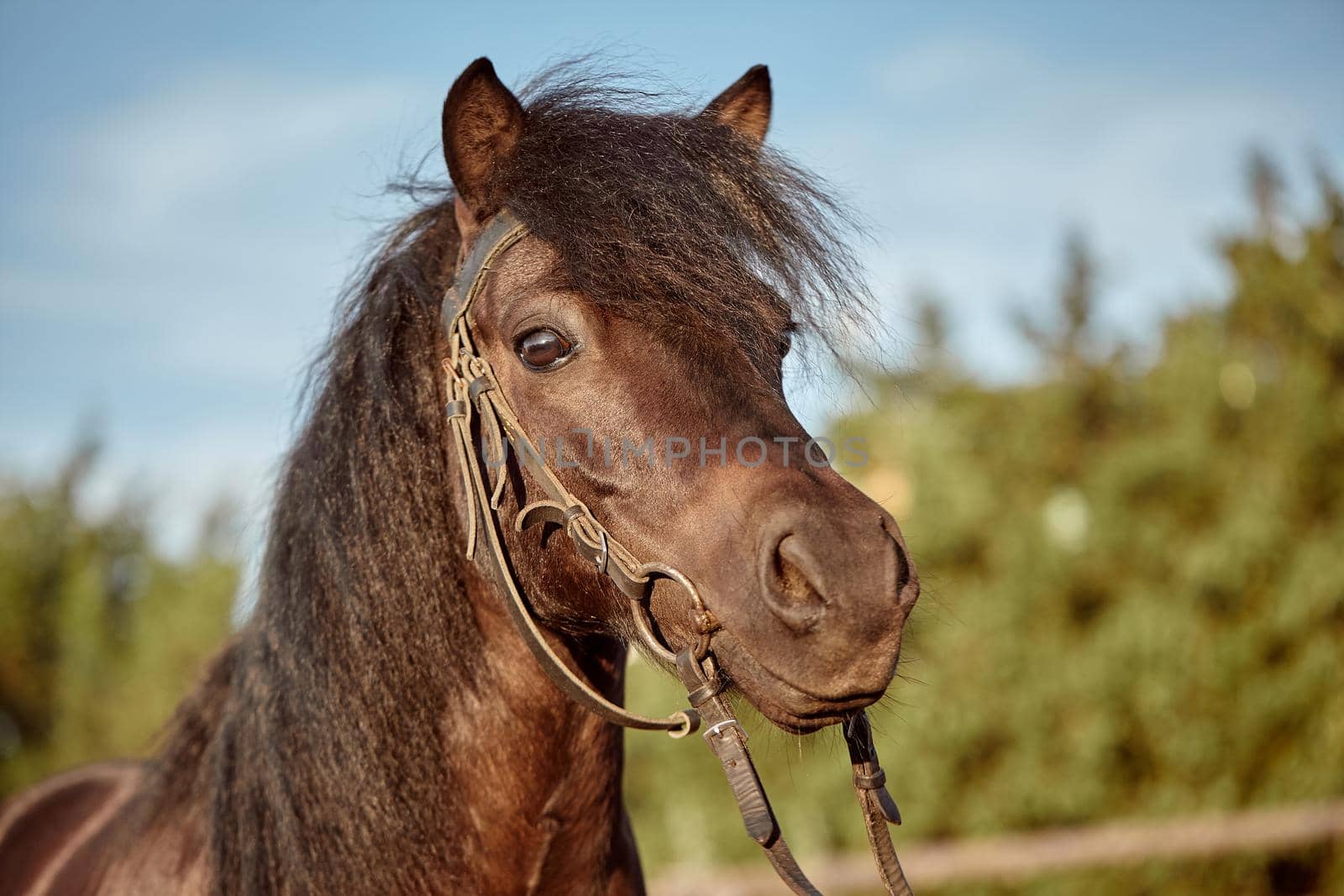 Beautiful brown pony, close-up of muzzle, cute look, mane, background of running field, corral, trees. Horses are wonderful animals