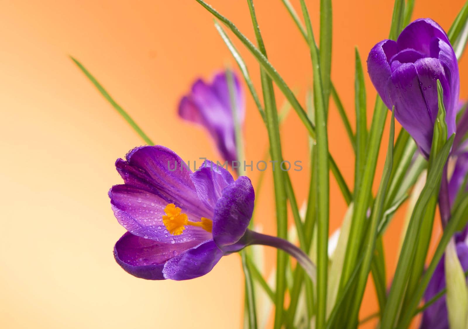 bright purple crocuses spring flowers on orange background by aprilphoto