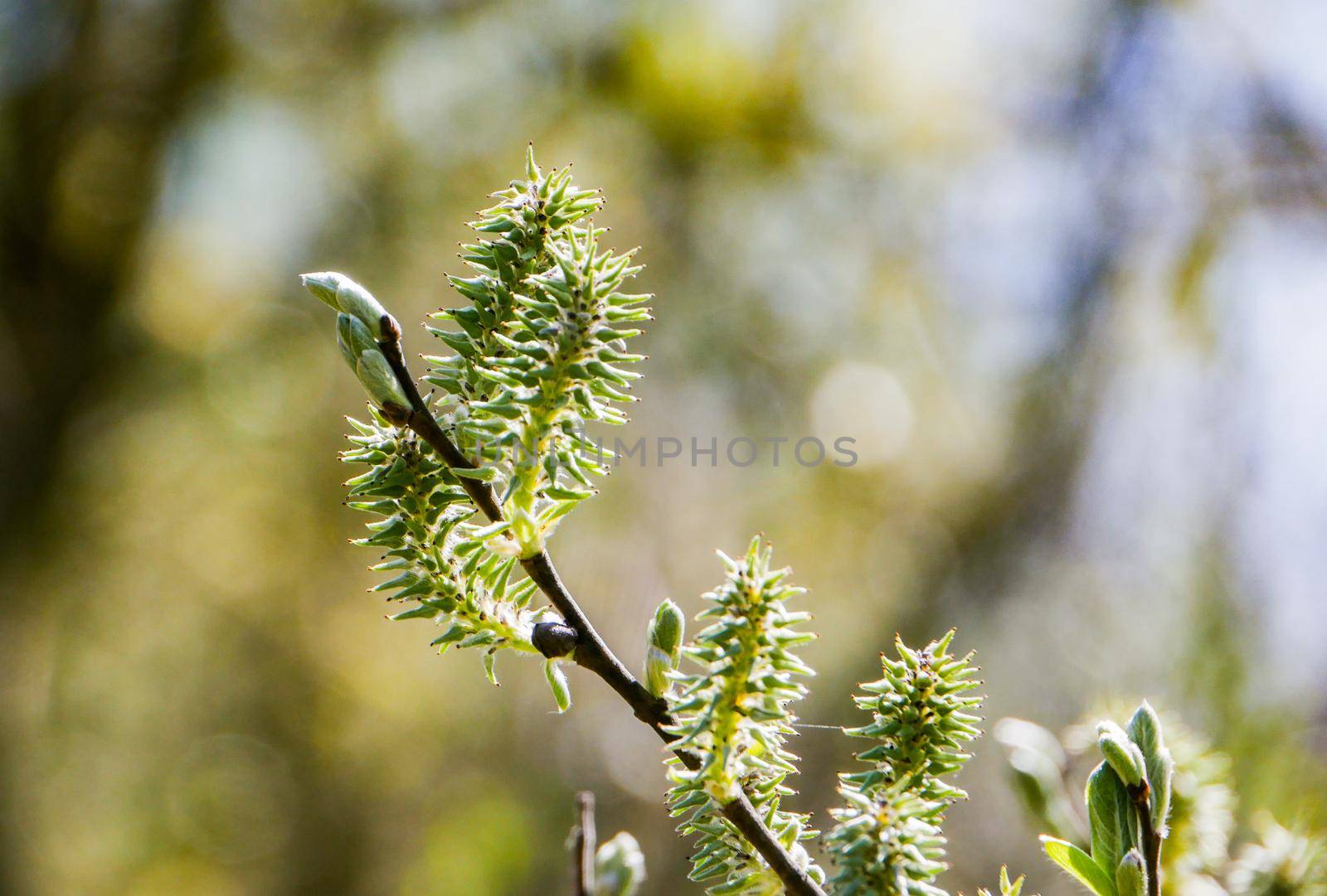 Blossoming willow buds close-up with shallow depth of field...
