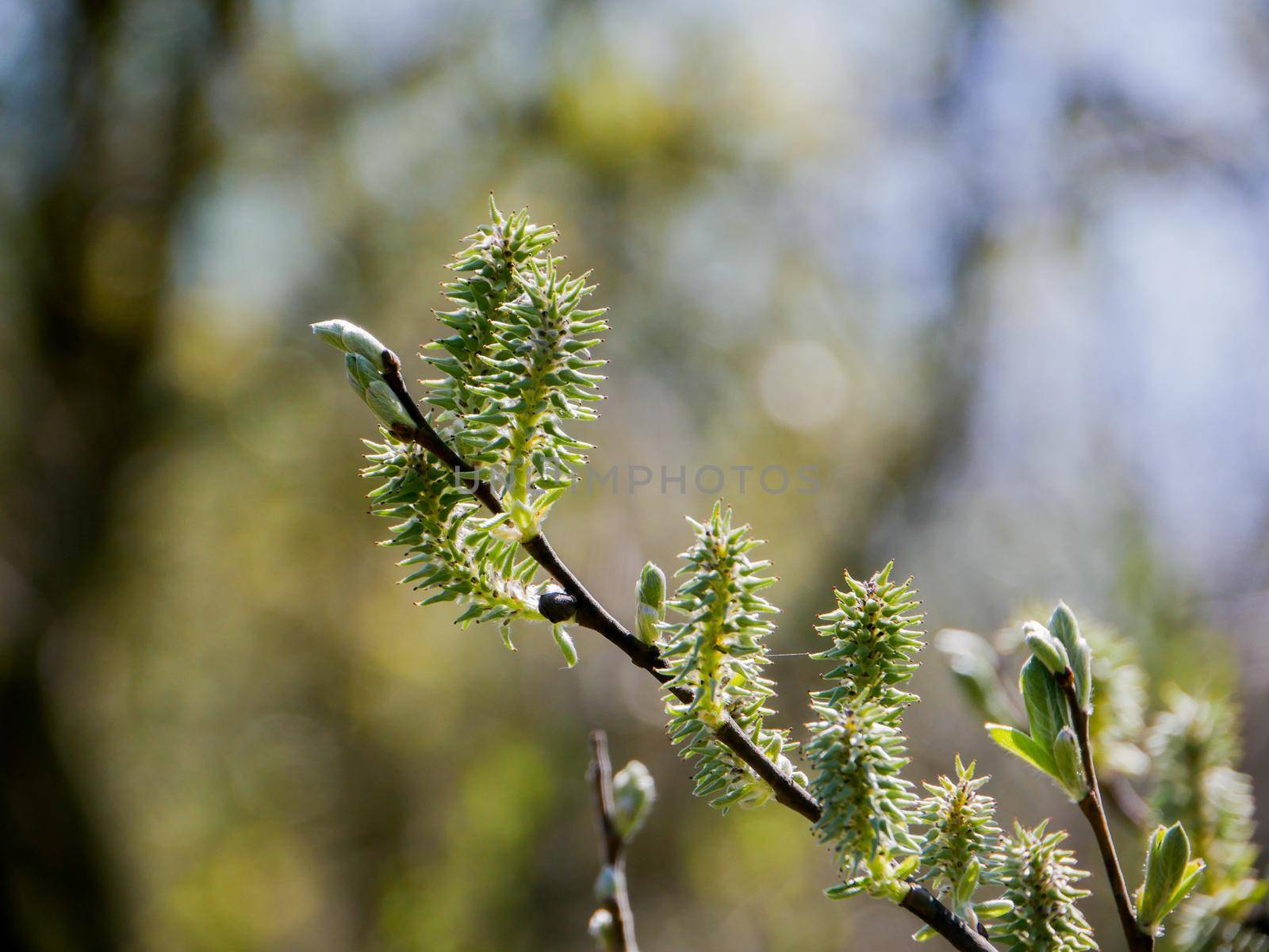 Blossoming willow buds in close-up with shallow depth of field.