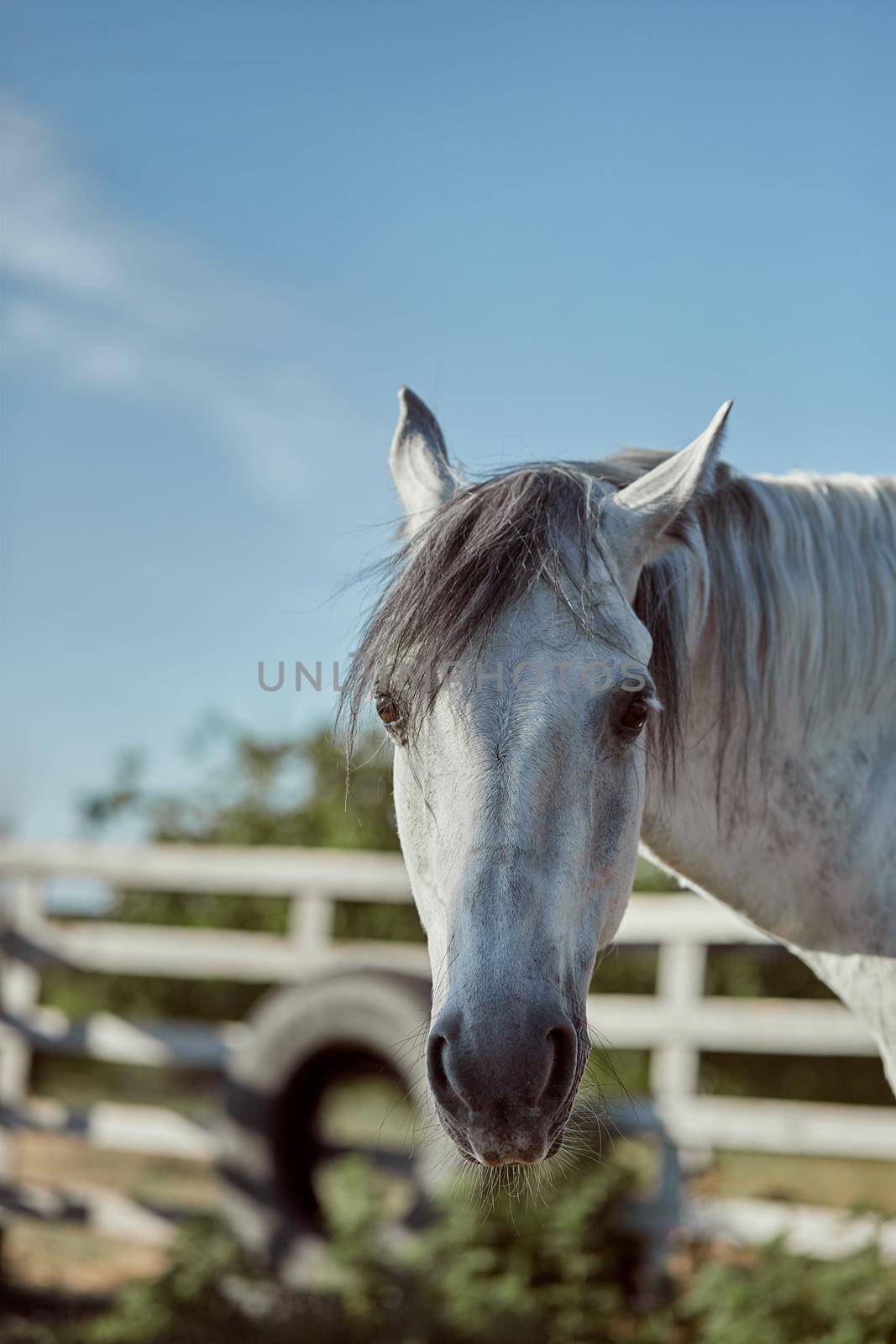 Beautiful grey horse in White Apple, close-up of muzzle, cute look, mane, background of running field, corral, trees. Horses are wonderful animals