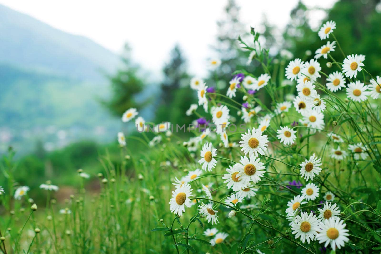 beauty of nature. travel in the mountains. beauty of nature in the mountains by aprilphoto