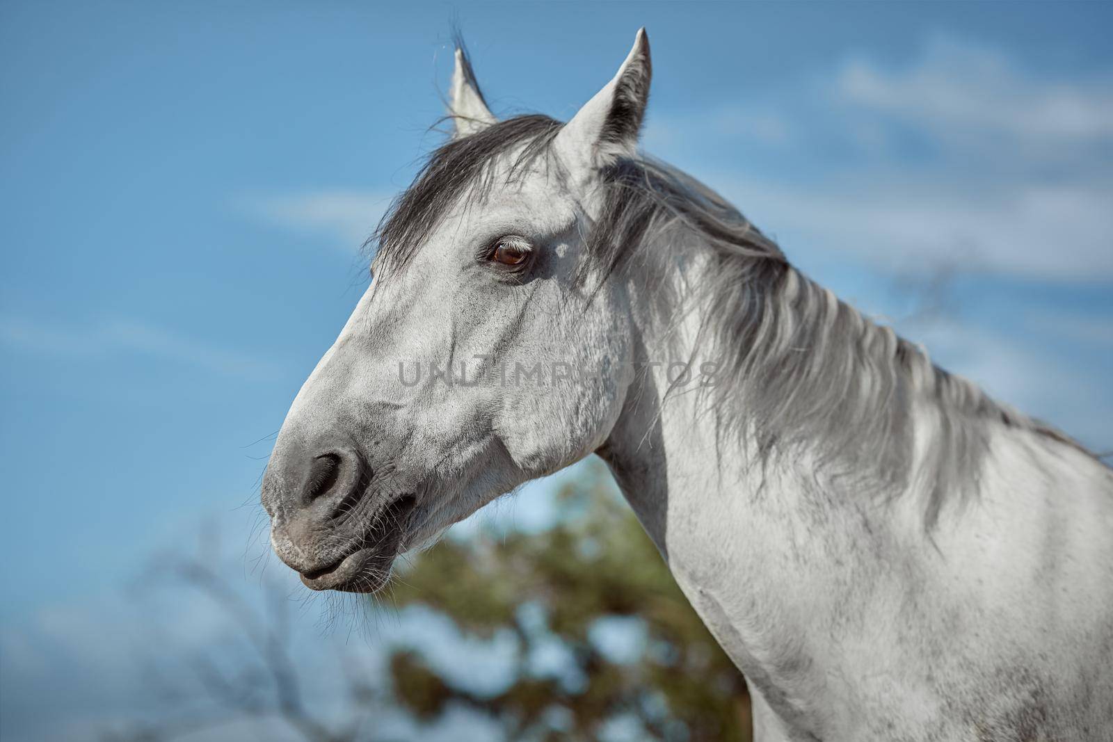 Beautiful grey horse in White Apple, close-up of muzzle, cute look, mane, background of running field, corral, trees. Horses are wonderful animals