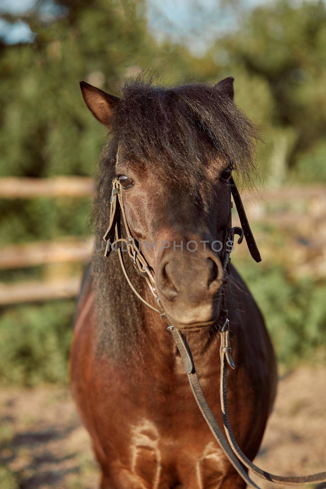 Beautiful brown pony, close-up of muzzle, cute look, mane, background of running field, corral, trees. Horses are wonderful animals