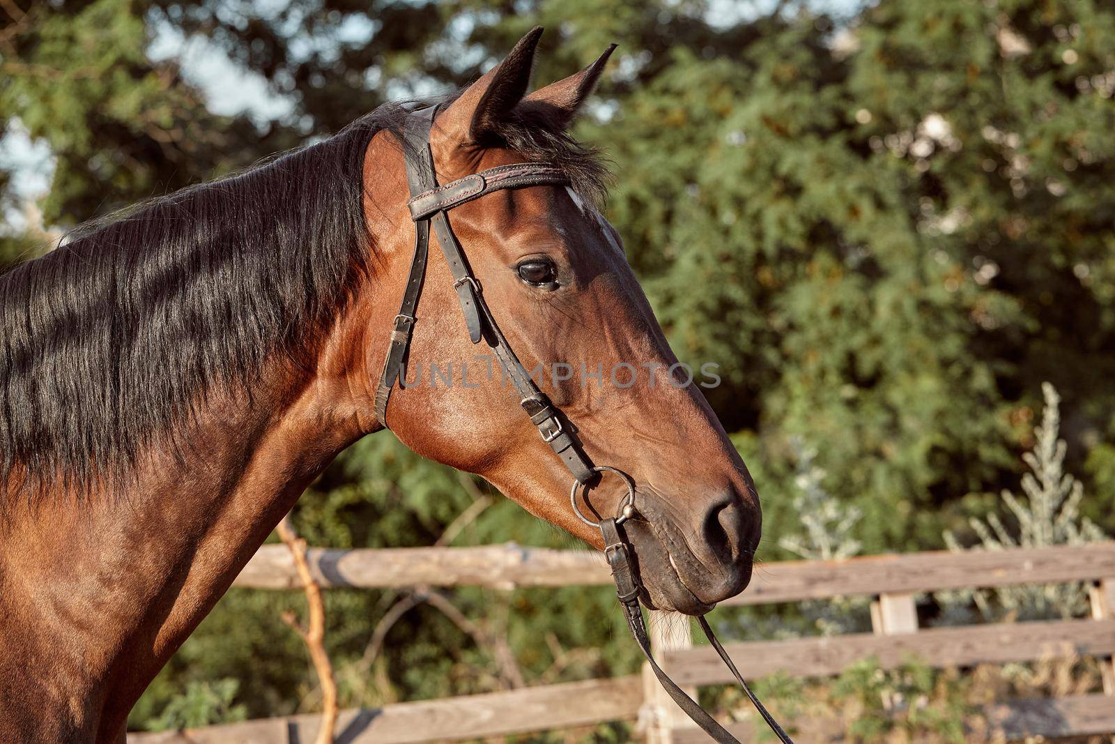 Beautiful brown horse, close-up of muzzle, cute look, mane, background of running field, corral, trees. Horses are wonderful animals