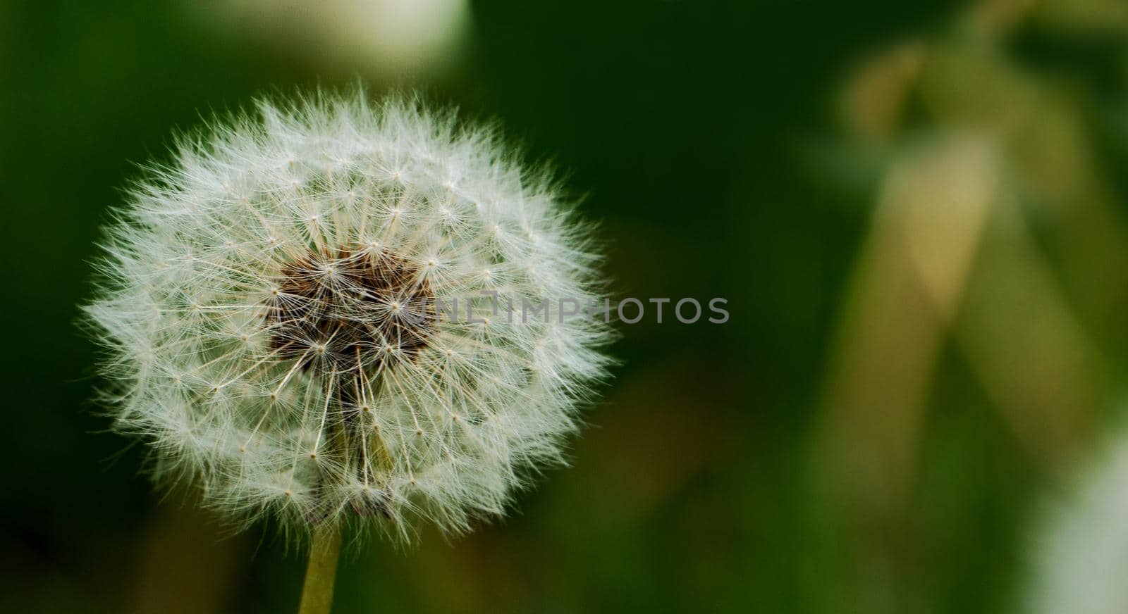 White dandelion macro on blurred green grass background.