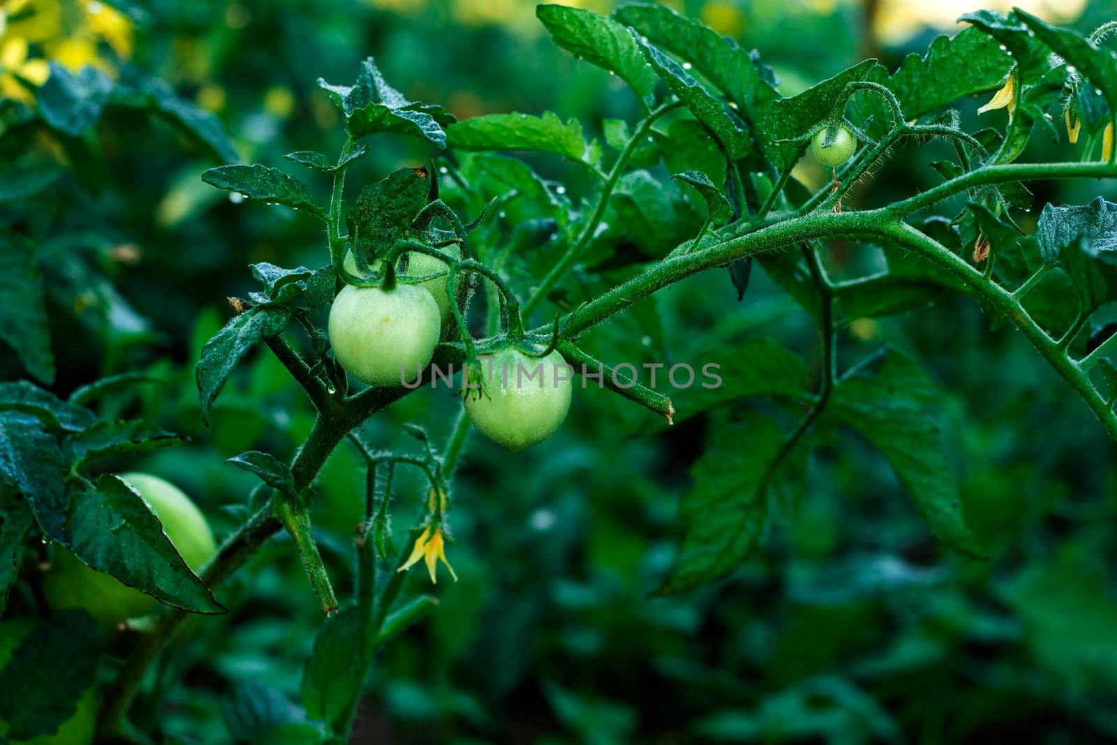 Cherry tomatoes ripening in an orchard during summer. organic farms. Green natural tomatoes growing on branch in a greenhouse. tomato plant with still green, unripe tomatoes, garden season begins.