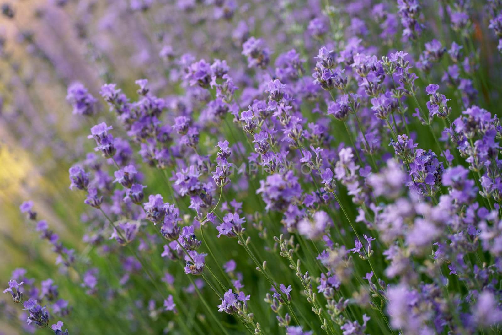 Lavender flower field, blooming purple fragrant lavender flowers. Cultivation of lavender swaying in the wind over sunset sky, harvest, perfume ingredient, aromatherapy. by aprilphoto