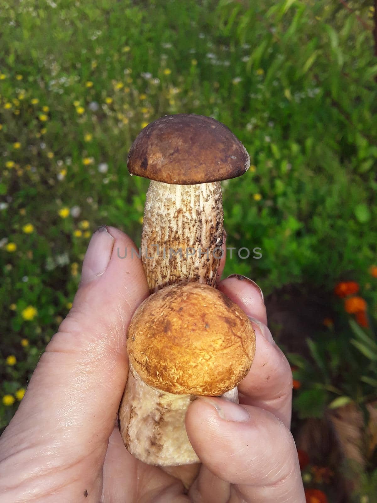 Edible mushrooms collected in a the forest in autumn