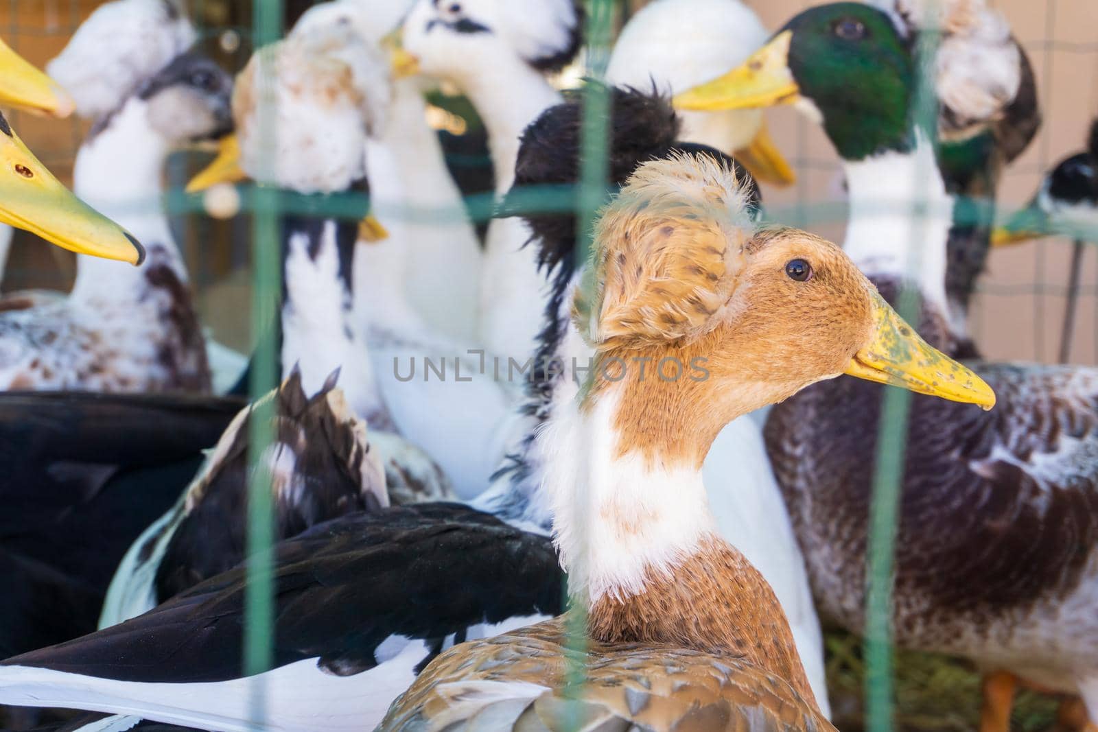 Decorative crested tufted, dutch ducks in a cage close up