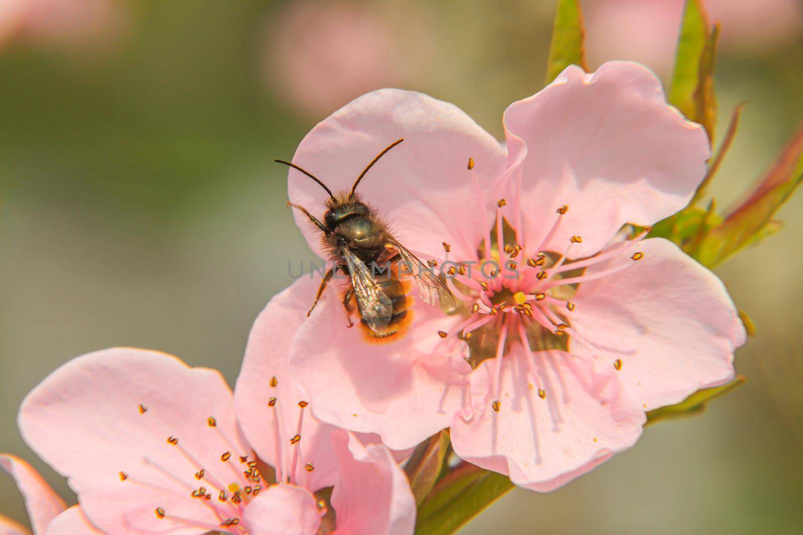 spring bee flower cherry in garden macro, close up