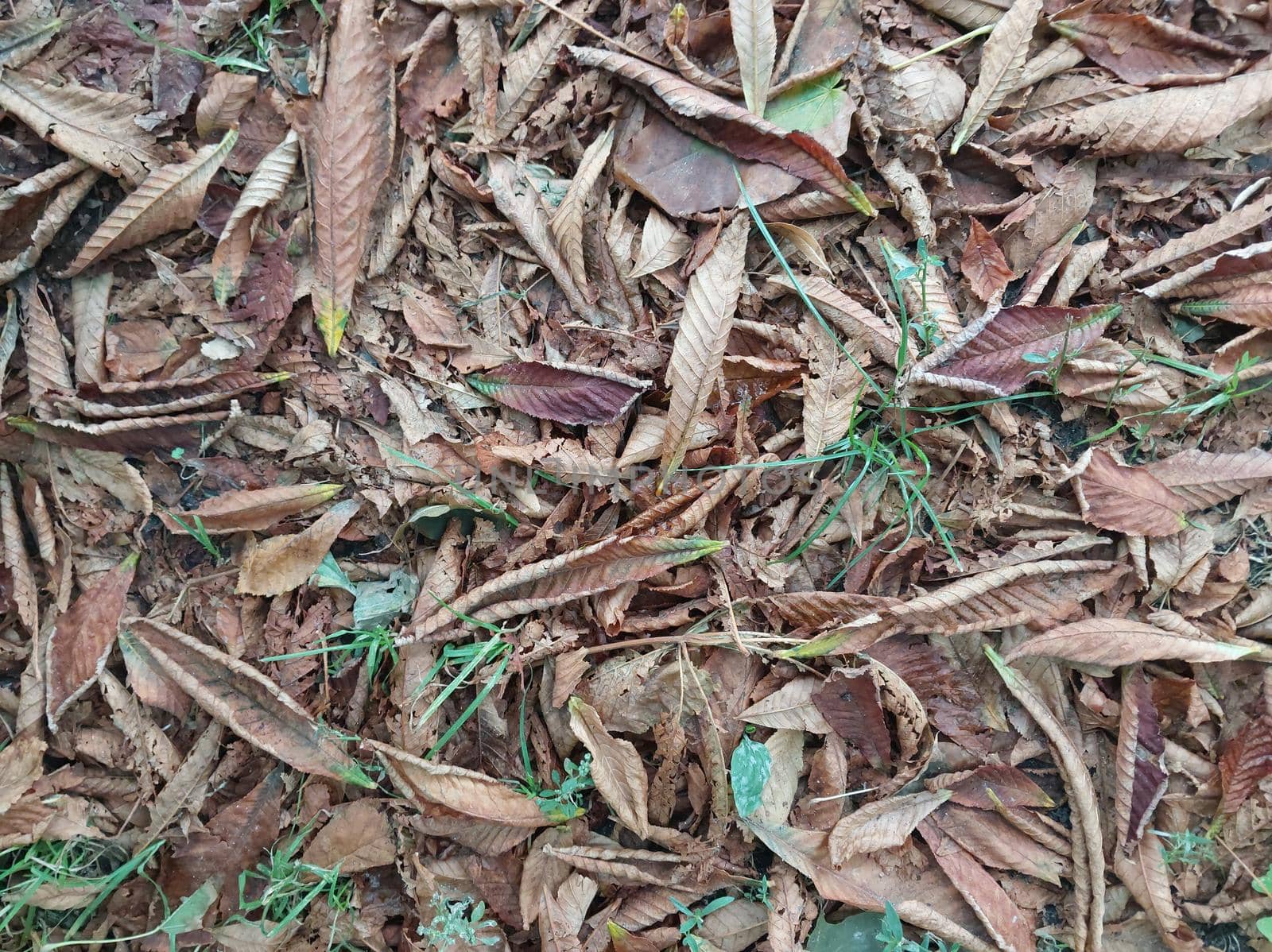 Autumn leaves fell from a the trees