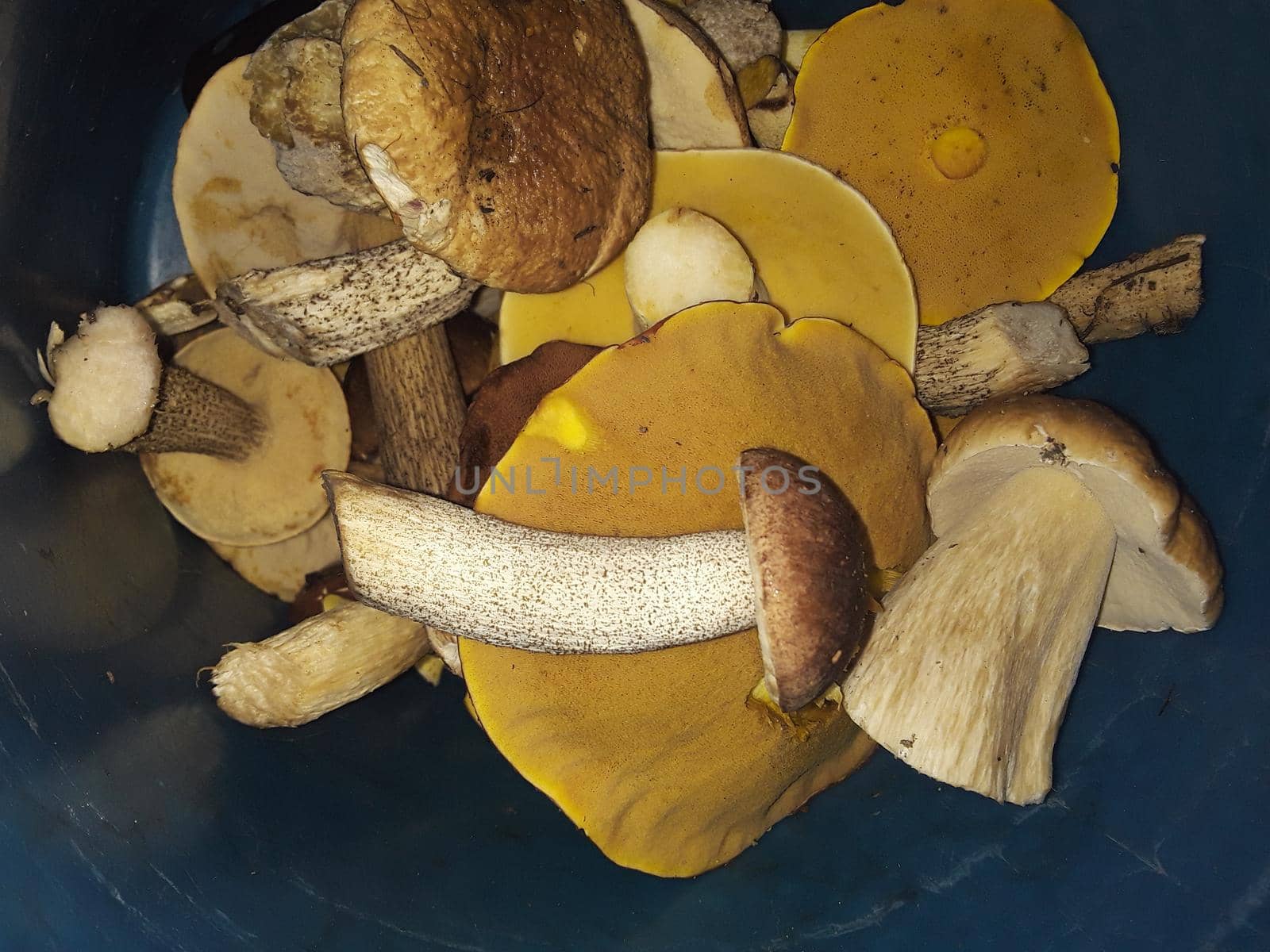 Edible mushrooms collected in a the forest in autumn