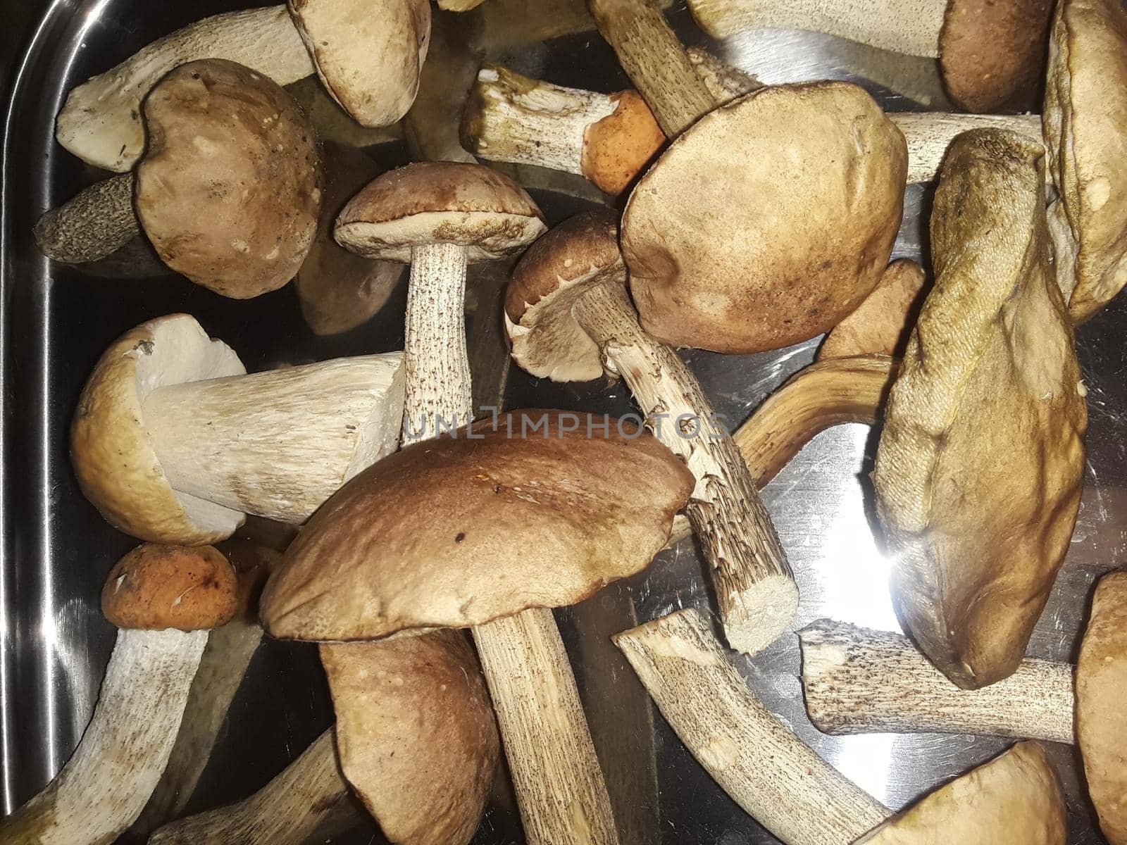 Edible mushrooms collected in a the forest in autumn