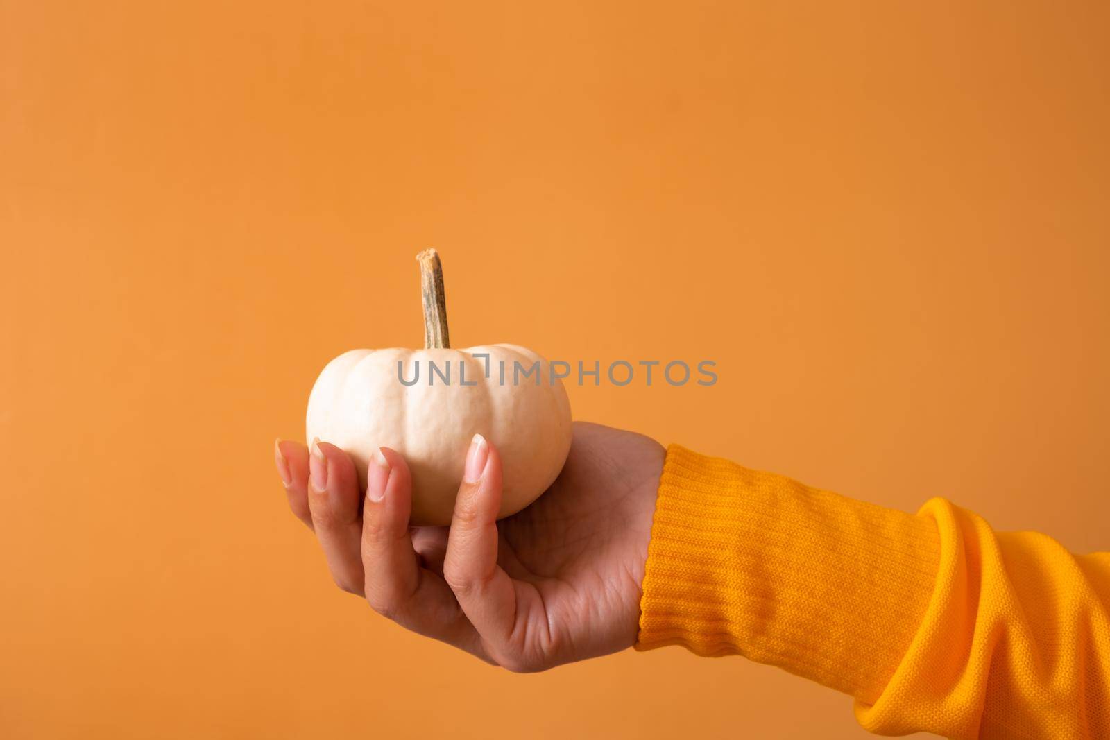 A small decorative white pumpkin in a woman's hand in a sweater on an orange background